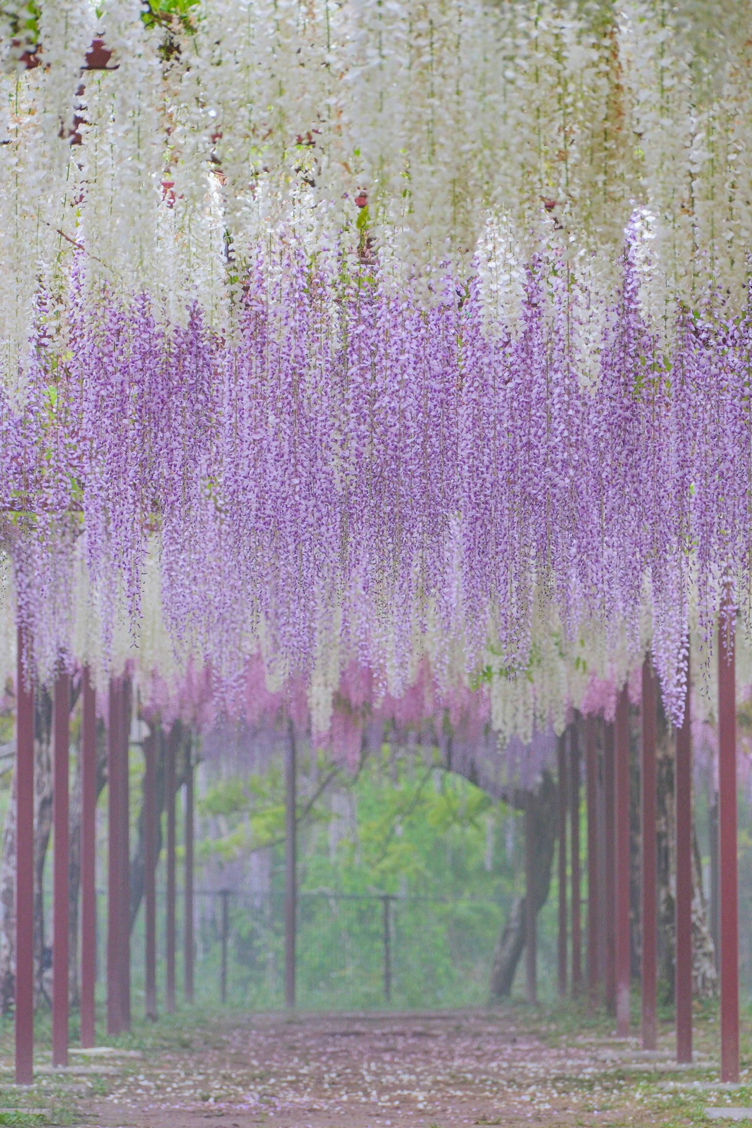 Schöner Glyzinienblütentunnel mit hängenden Blüten