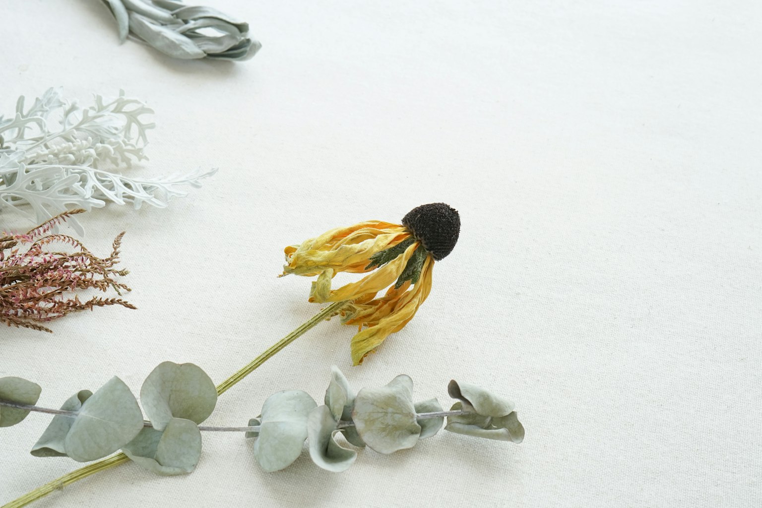 Une composition de fleurs séchées et de plantes vertes sur un fond simple