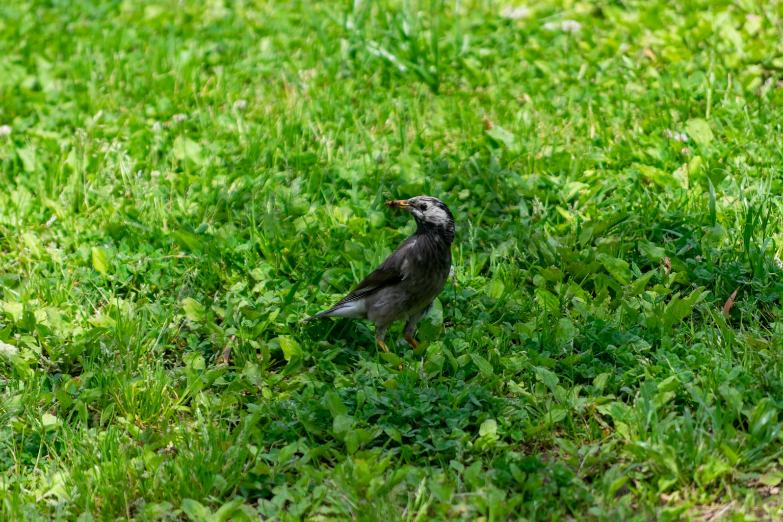 一隻小黑鳥站在綠色草地上