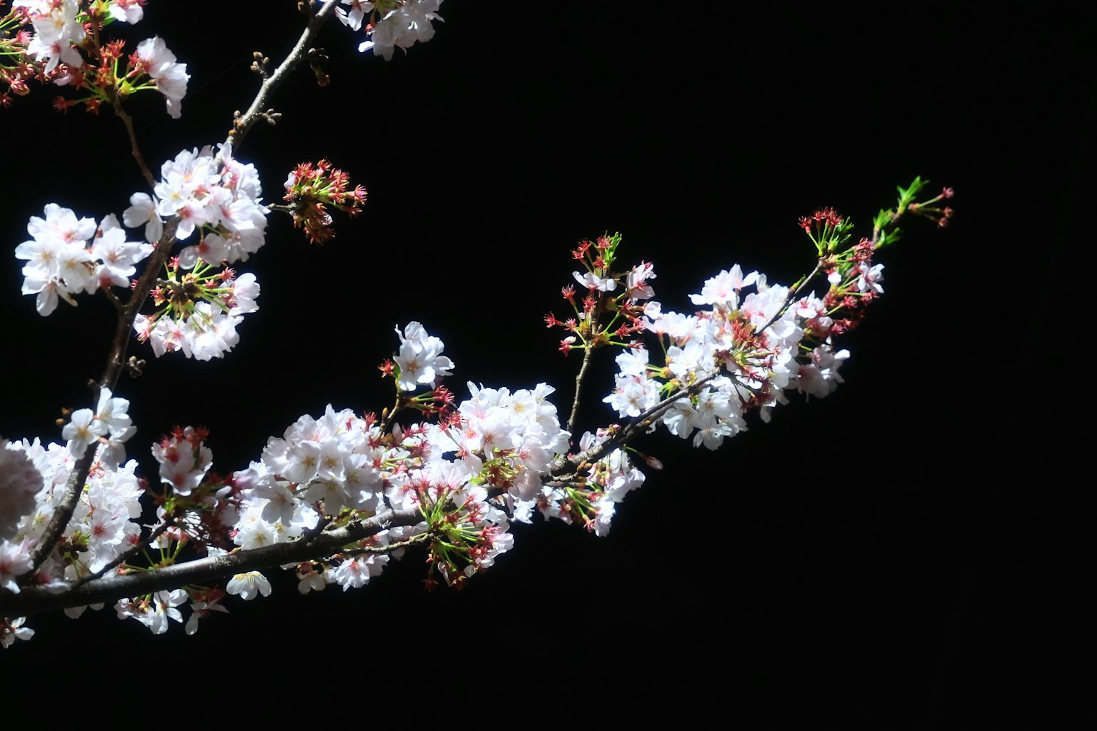 在黑色背景下盛開的櫻花枝