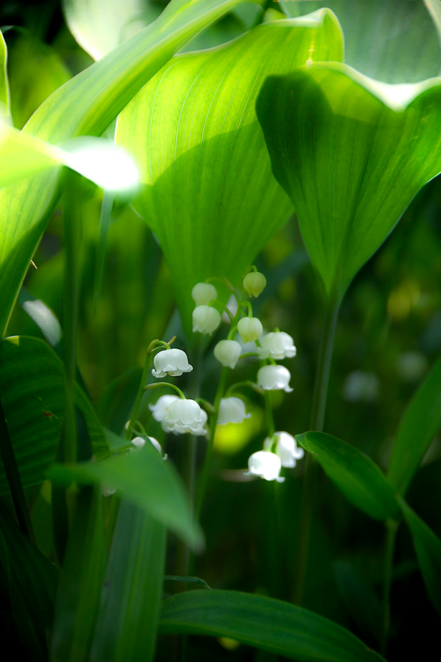White lily of the valley flowers blooming among green leaves