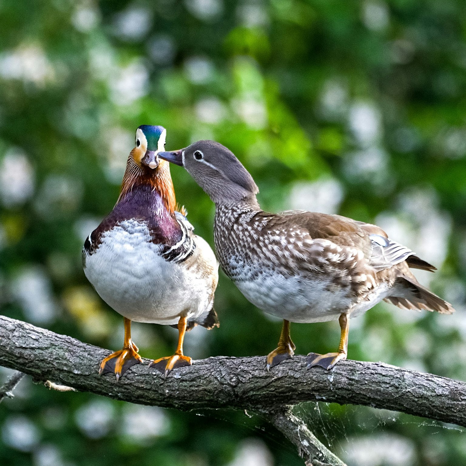 Một cặp vịt đậu trên cành thể hiện bộ lông rực rỡ và hành vi âu yếm