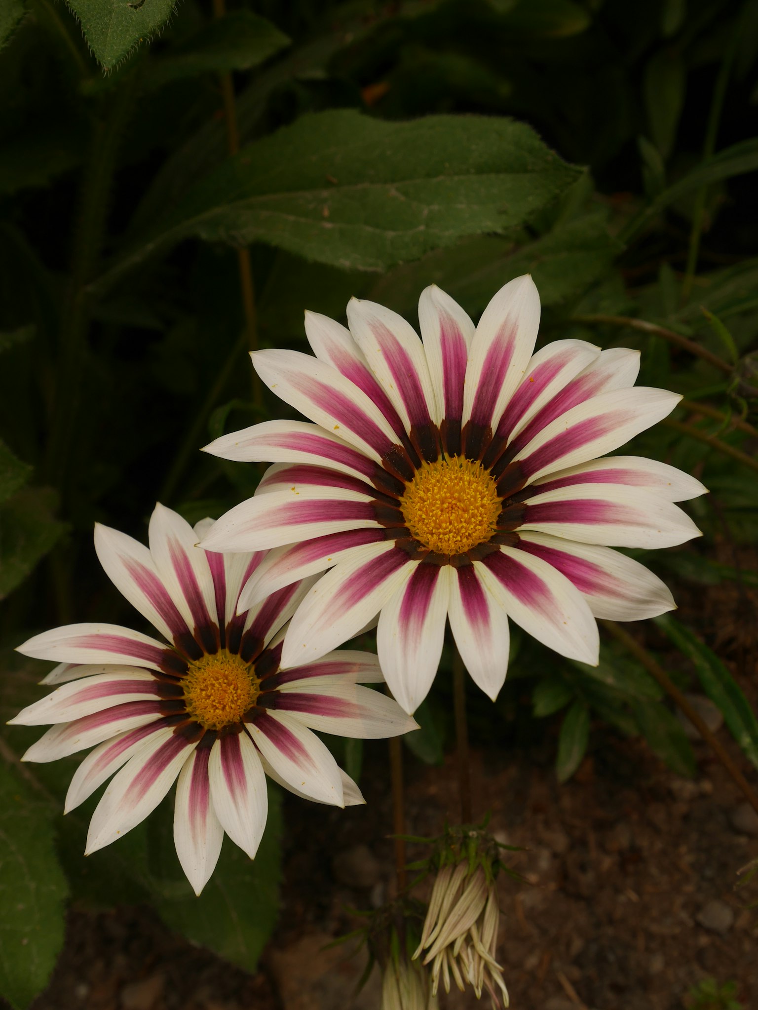 photo-GFy6vZ8g9ztTh3Yf9c4o-image