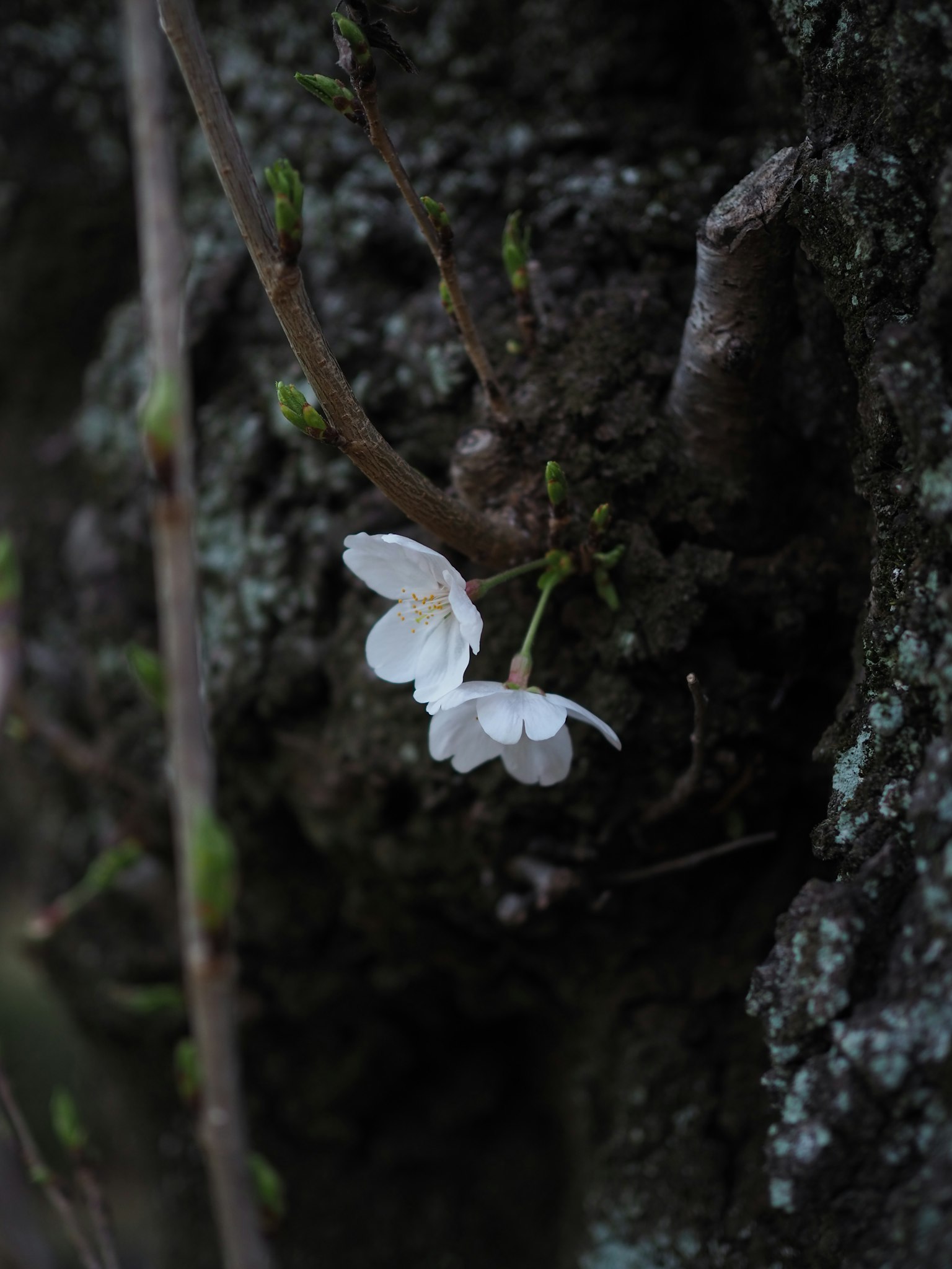 Zwei weiße Kirschblüten blühen an einem dunklen Baumstamm