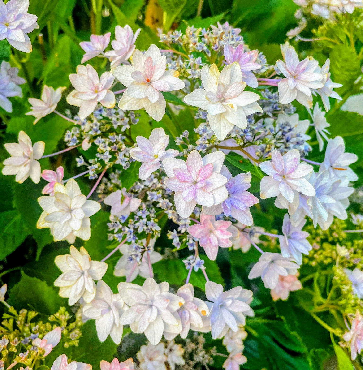 Sekuntum bunga cantik dengan warna pastel lembut