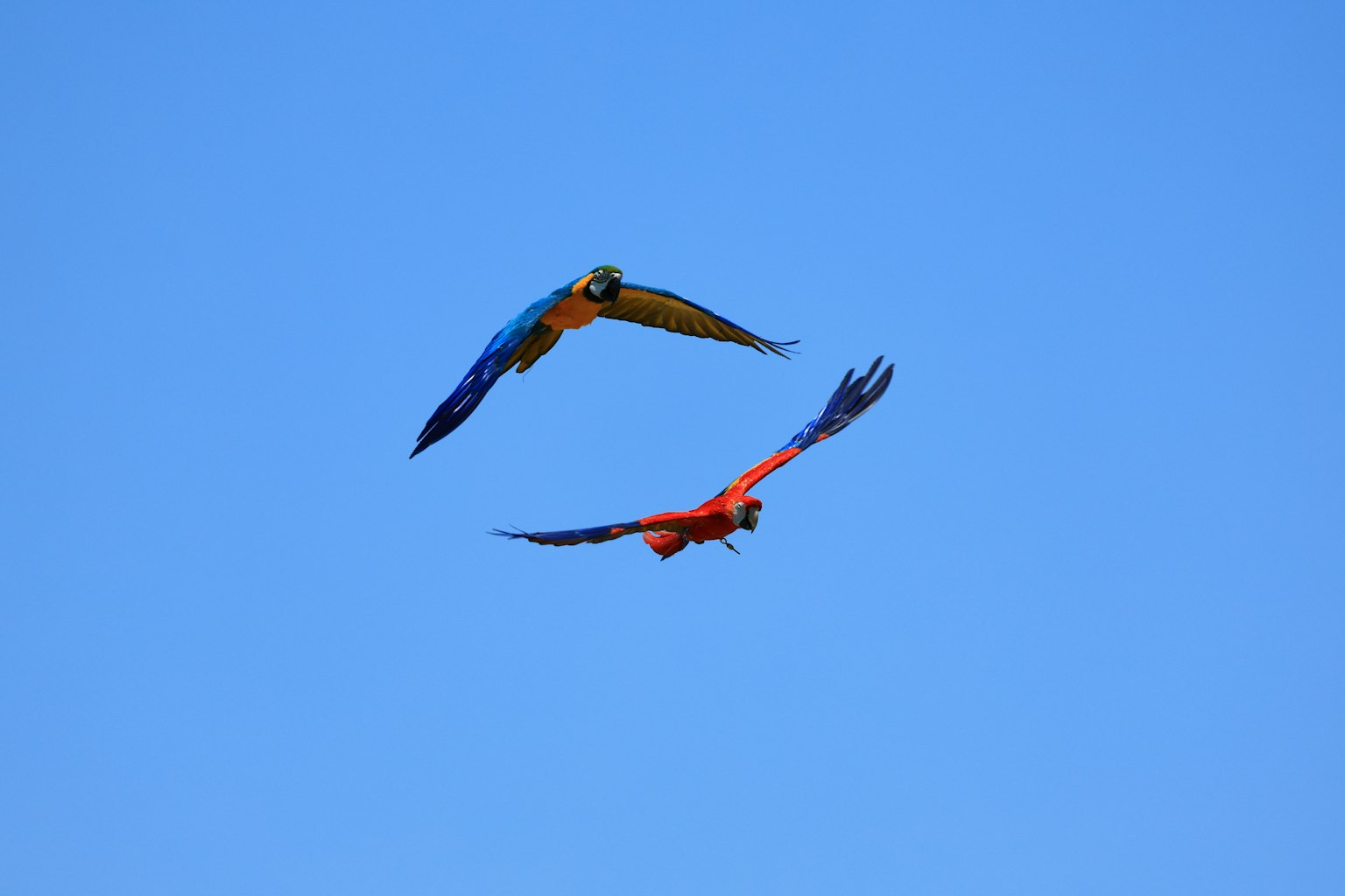 Dua burung beo berwarna-warni terbang di latar belakang langit biru