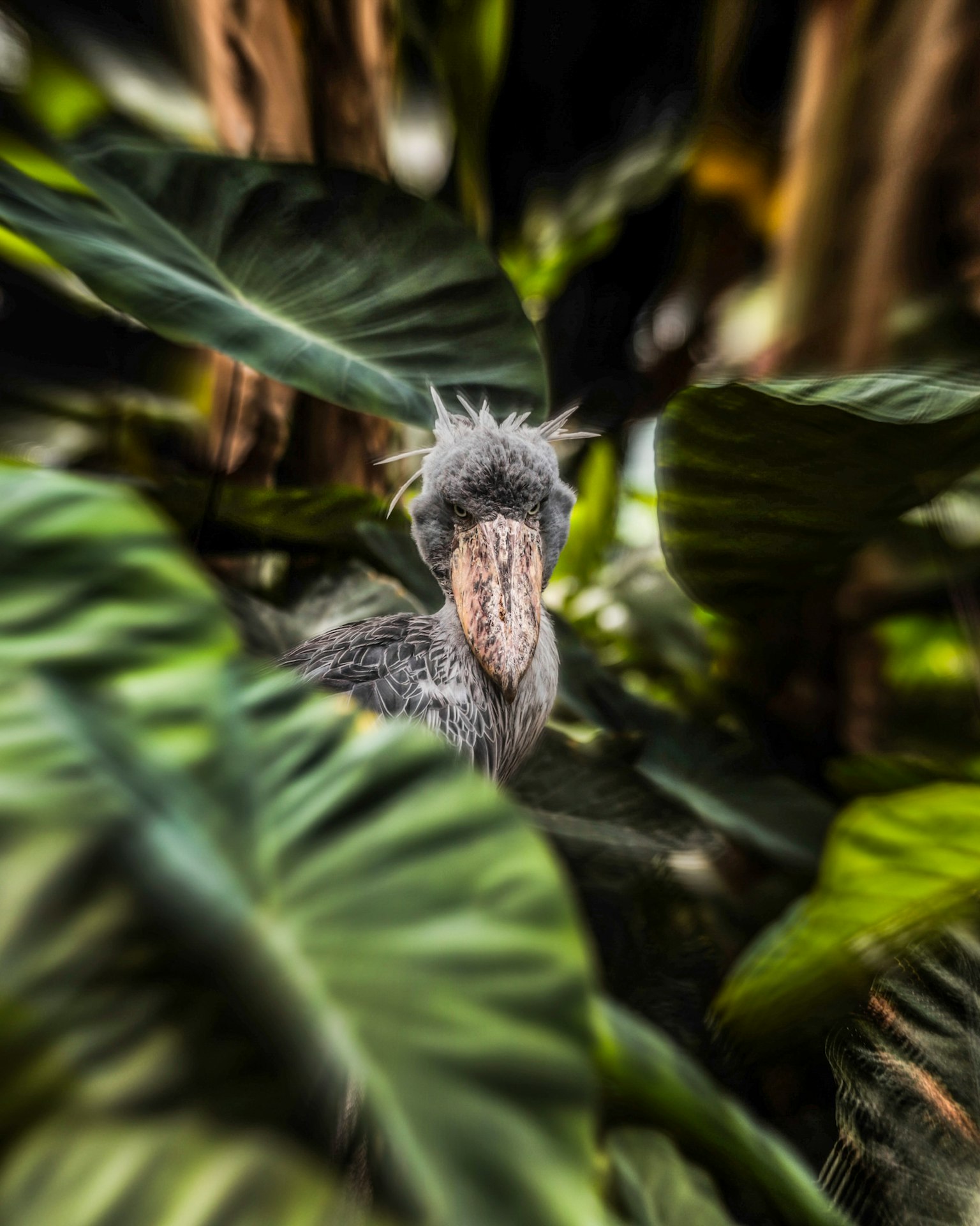 A bird resembling a shoebill peeking through green leaves