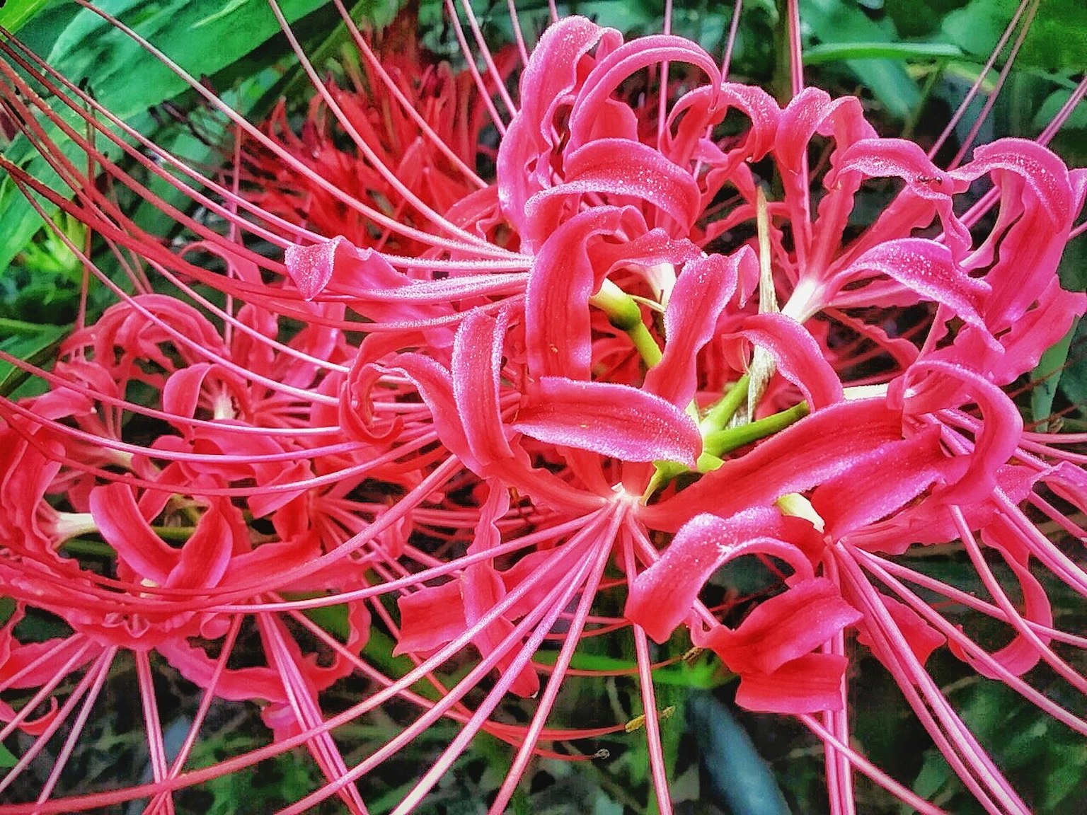 Vibrant red spider lily with long, slender petals