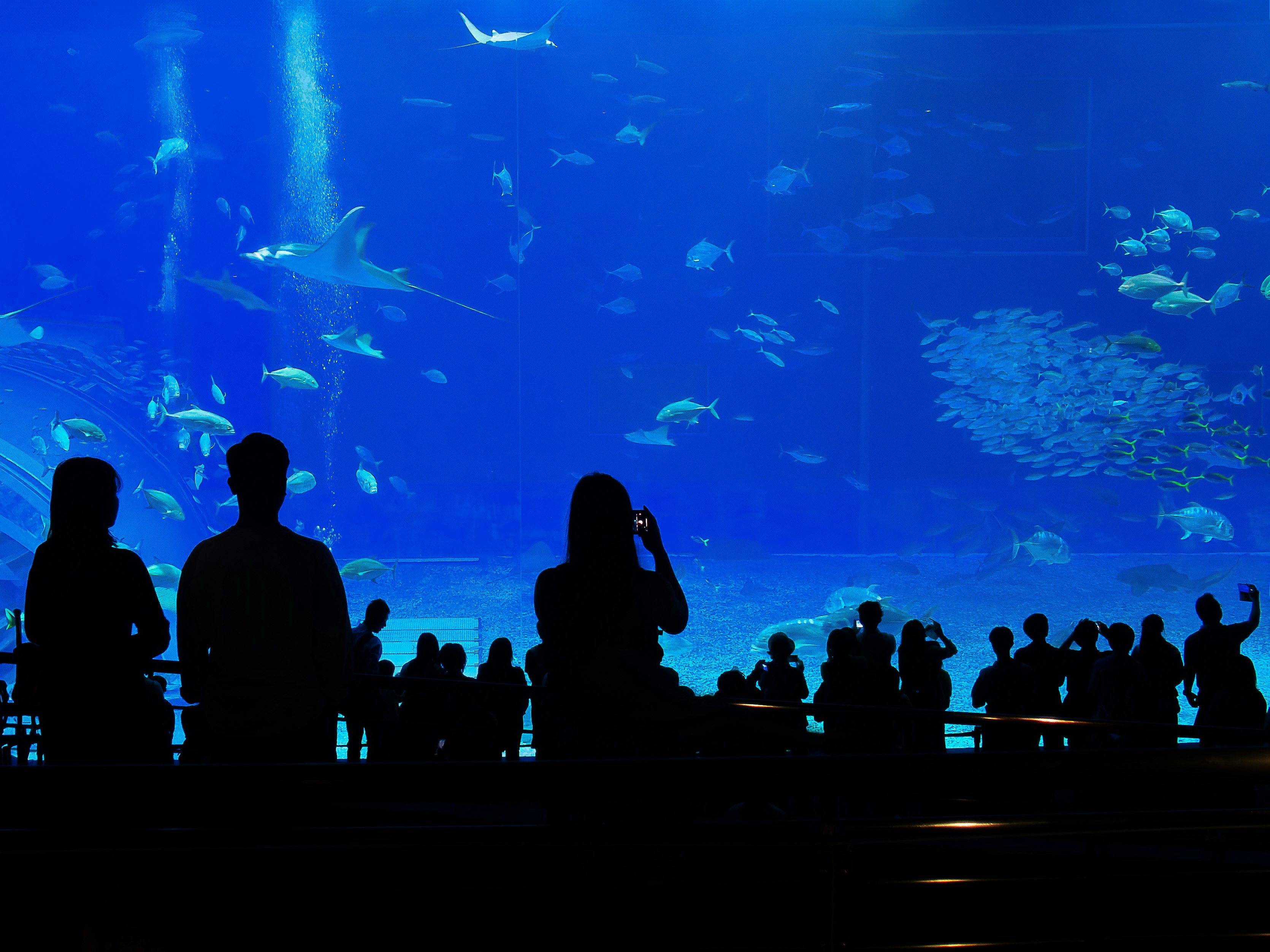 沖縄美ら海水族館の青い水槽に群れる魚と見学者のシルエット