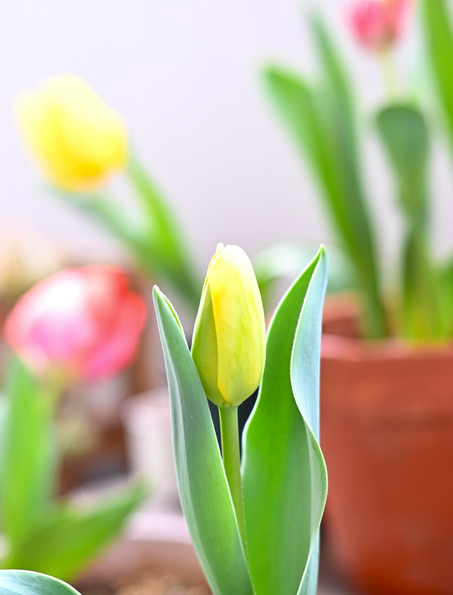 Hình ảnh của nụ hoa tulip vàng với lá xanh ở nền
