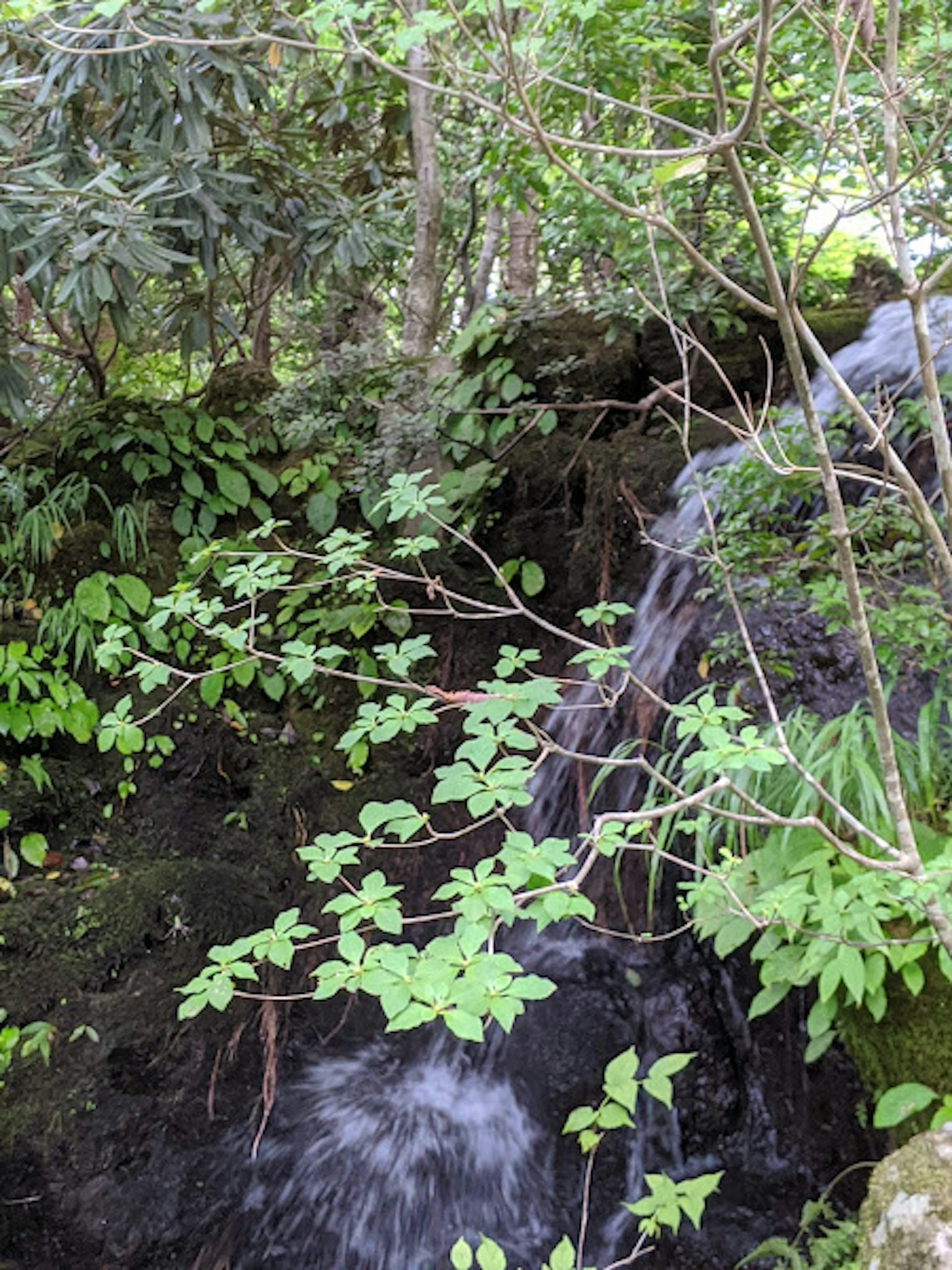 Pemandangan alam dengan daun hijau subur dan air terjun kecil