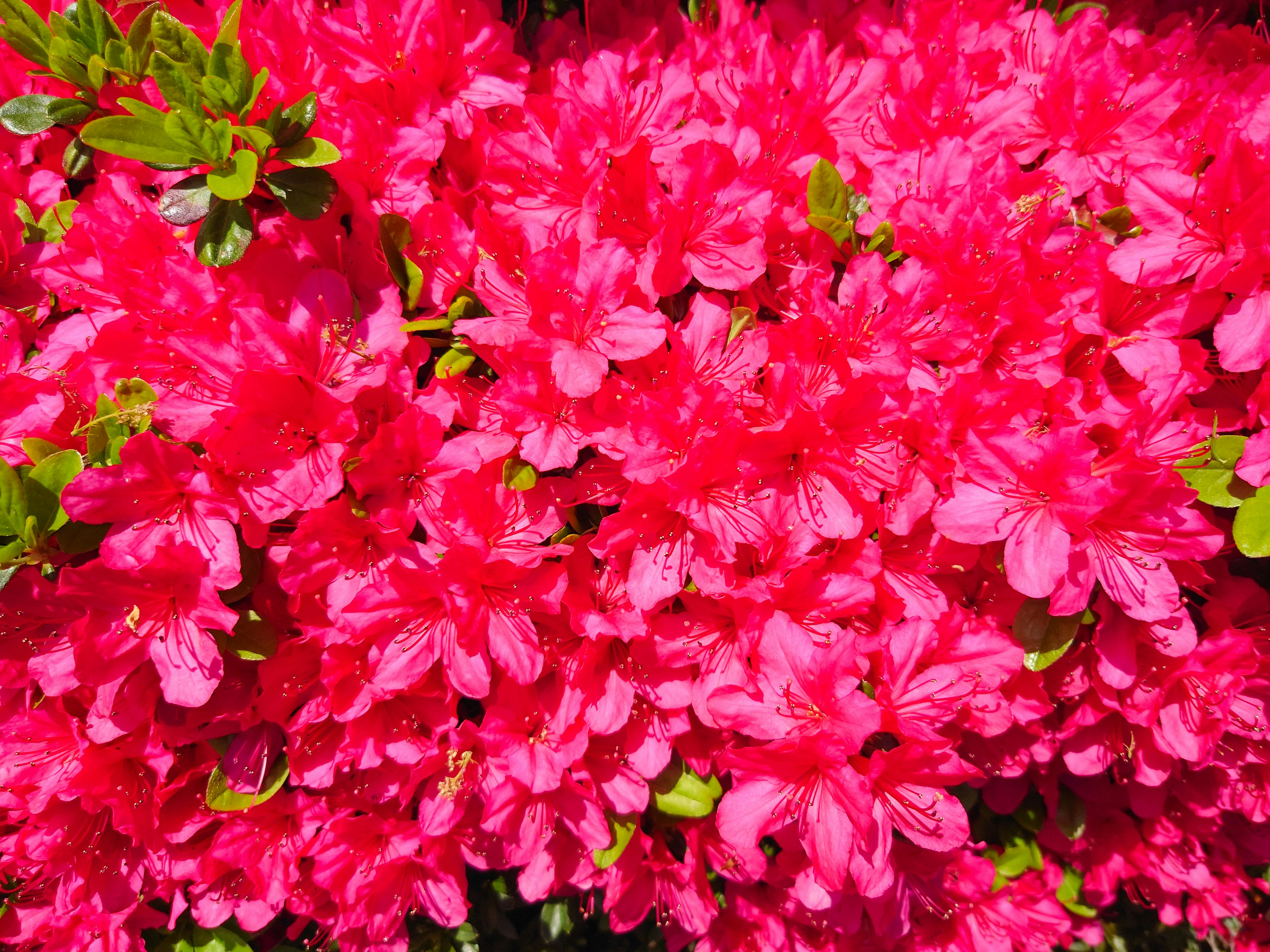 Vibrant pink azalea flowers densely clustered together