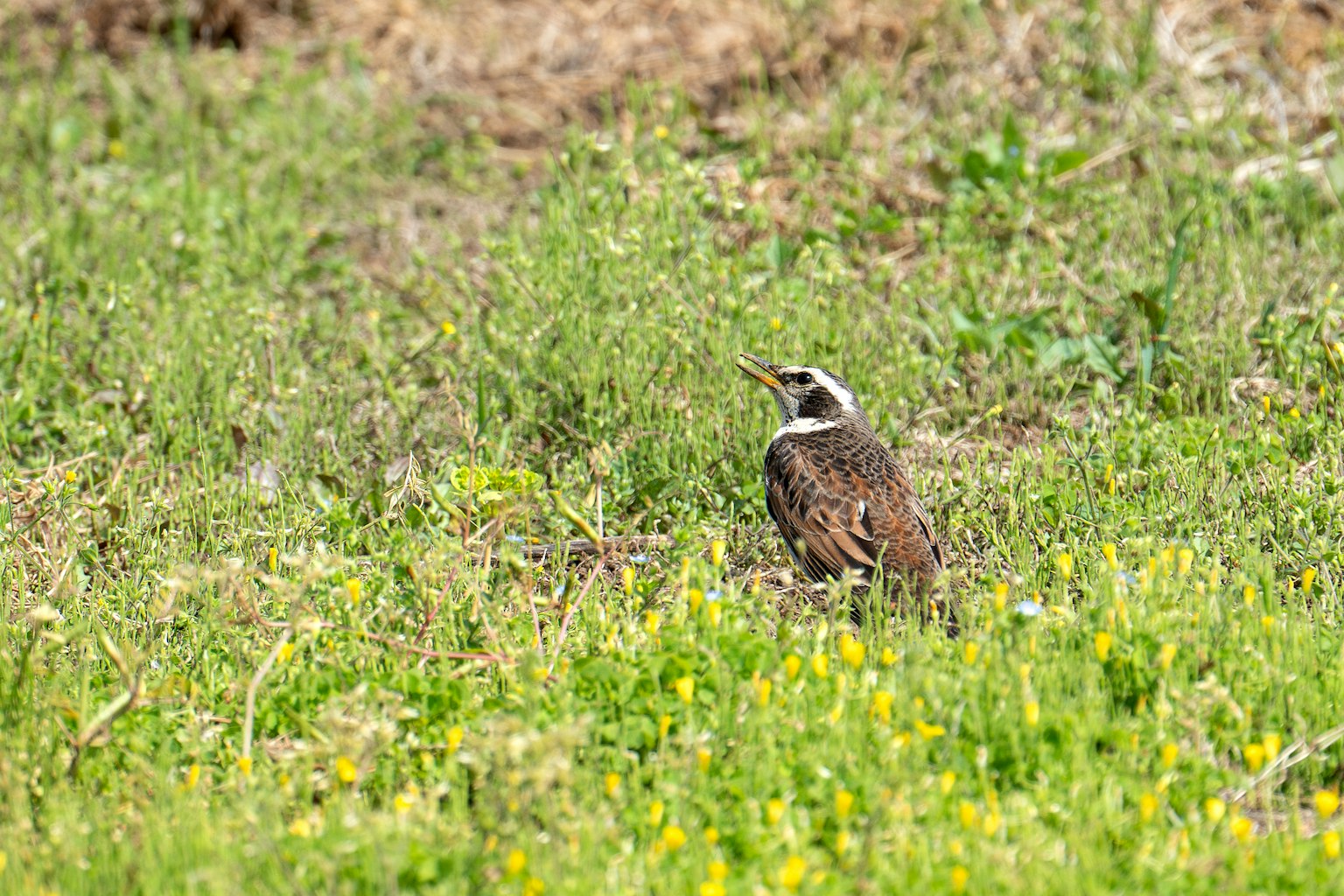 A bird standing in a grassy field with brown and white plumage
