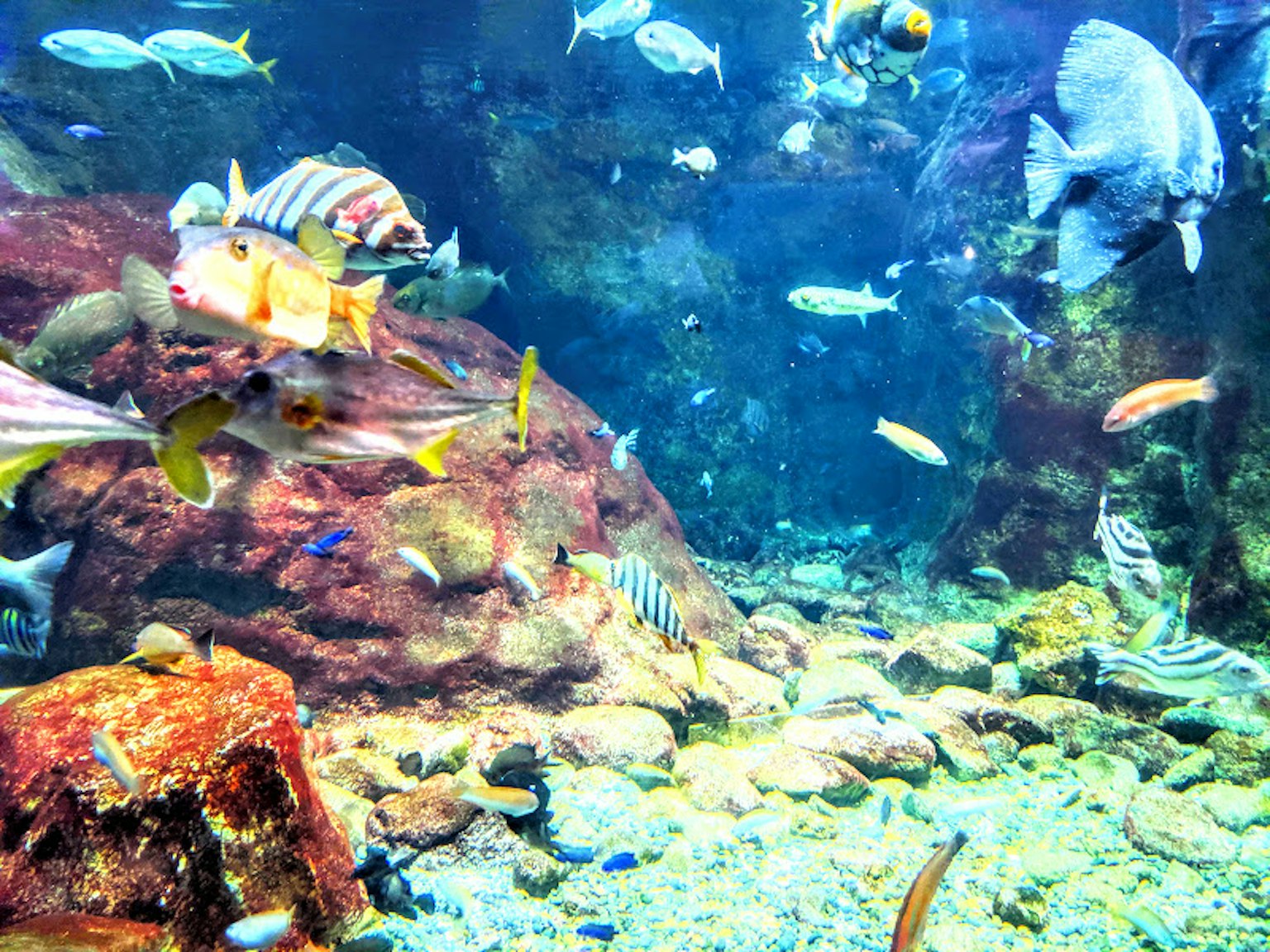 色彩斑斓的水族馆场景，各种鱼在游泳