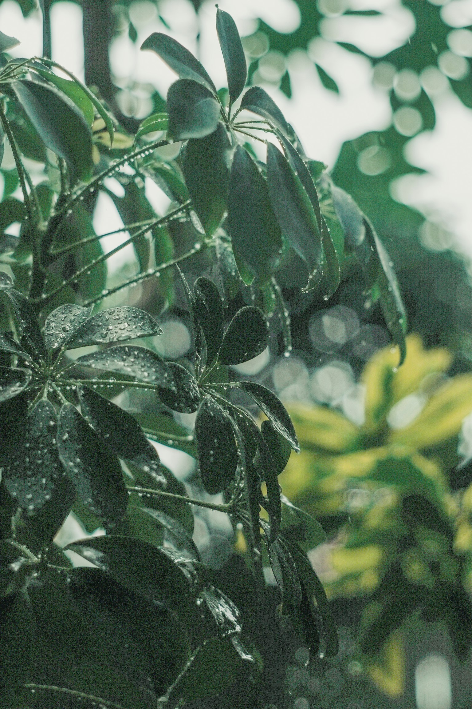 Close-up of green leaves with raindrops on a plant