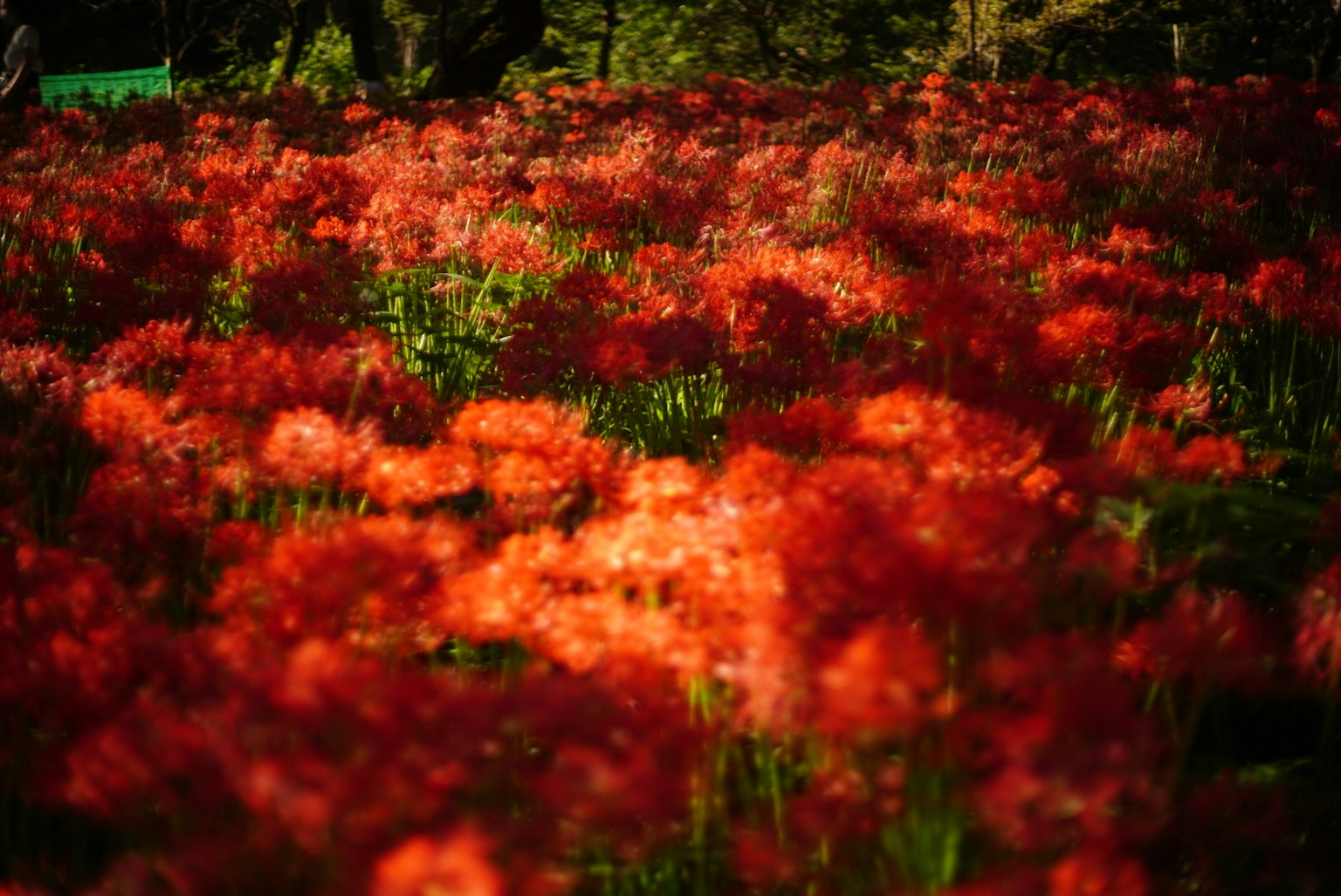 Champ vibrant de fleurs rouges en pleine floraison