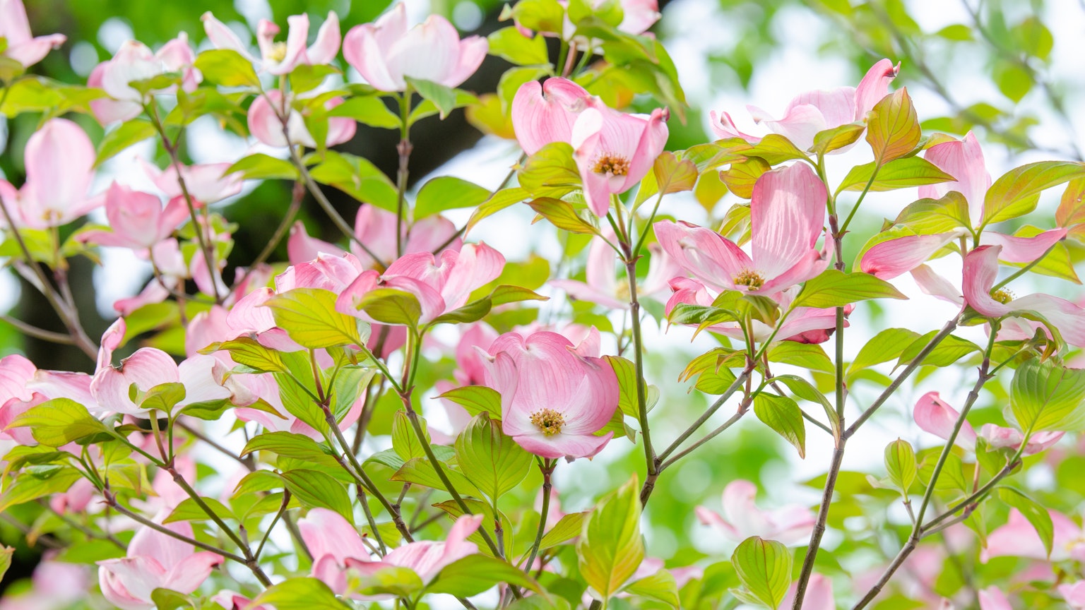 Primer plano de ramas con flores rosas y hojas verdes