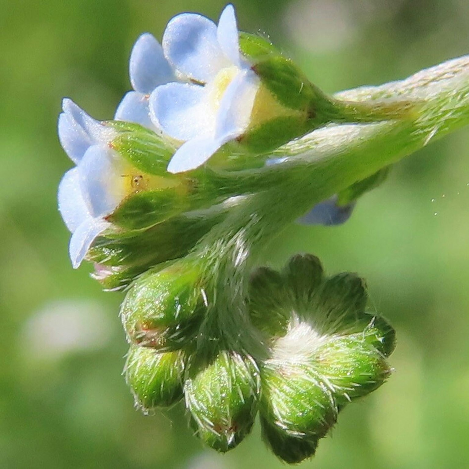 Primer plano de una planta con pequeñas flores azules y botones verdes