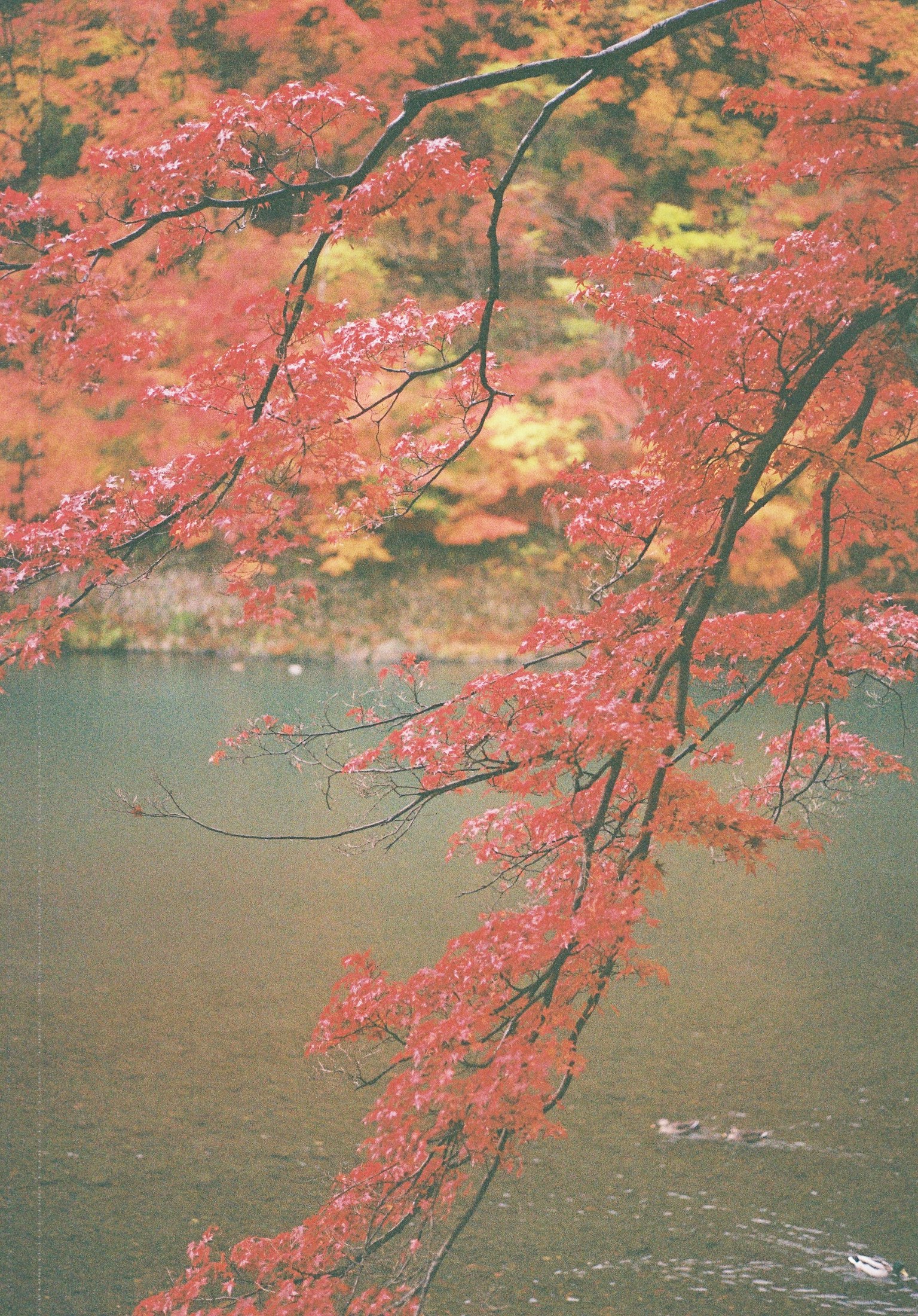 Autumn foliage reflected on a tranquil lake