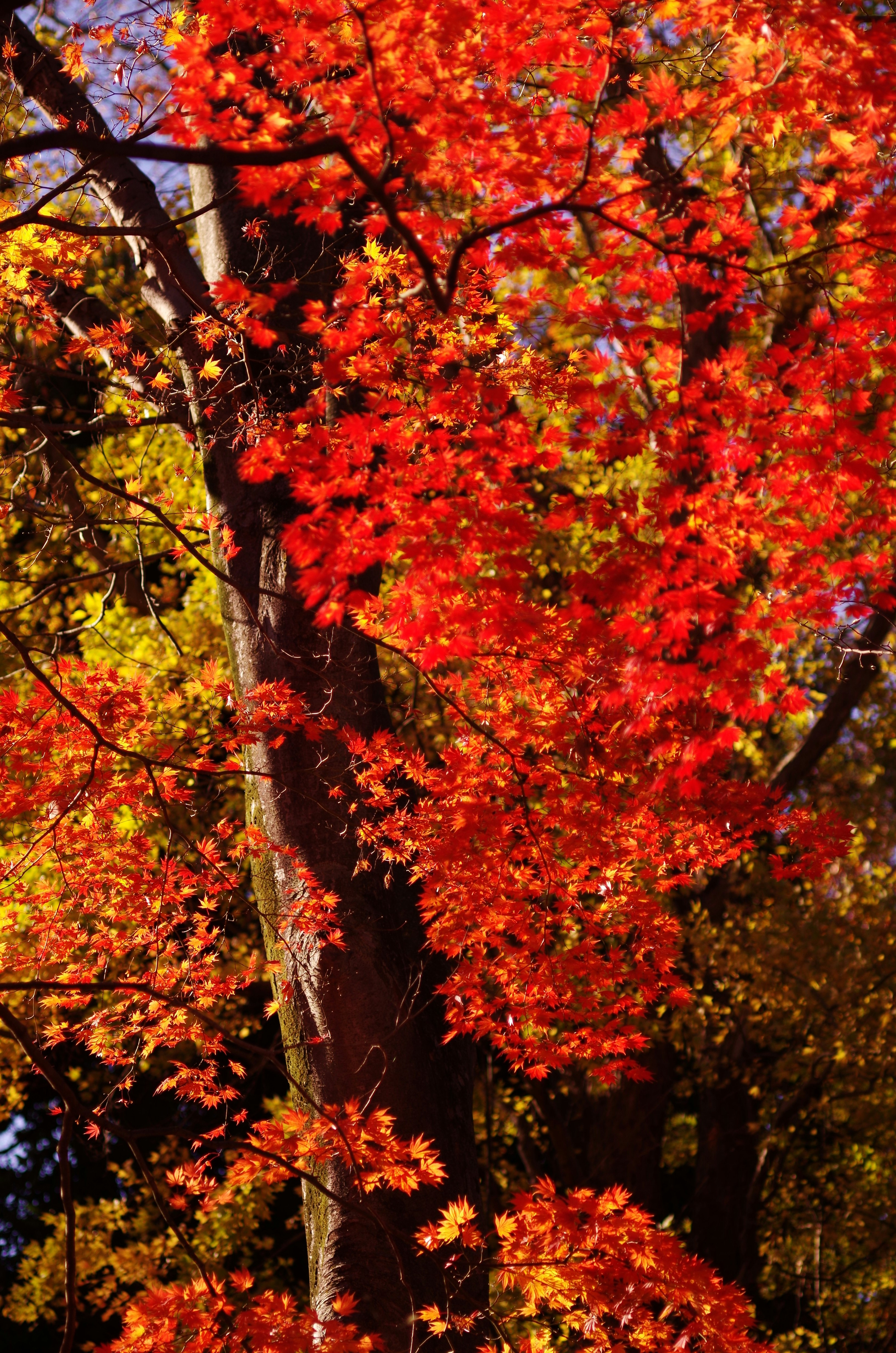 紅葉の木々が鮮やかに色づく秋の森の風景