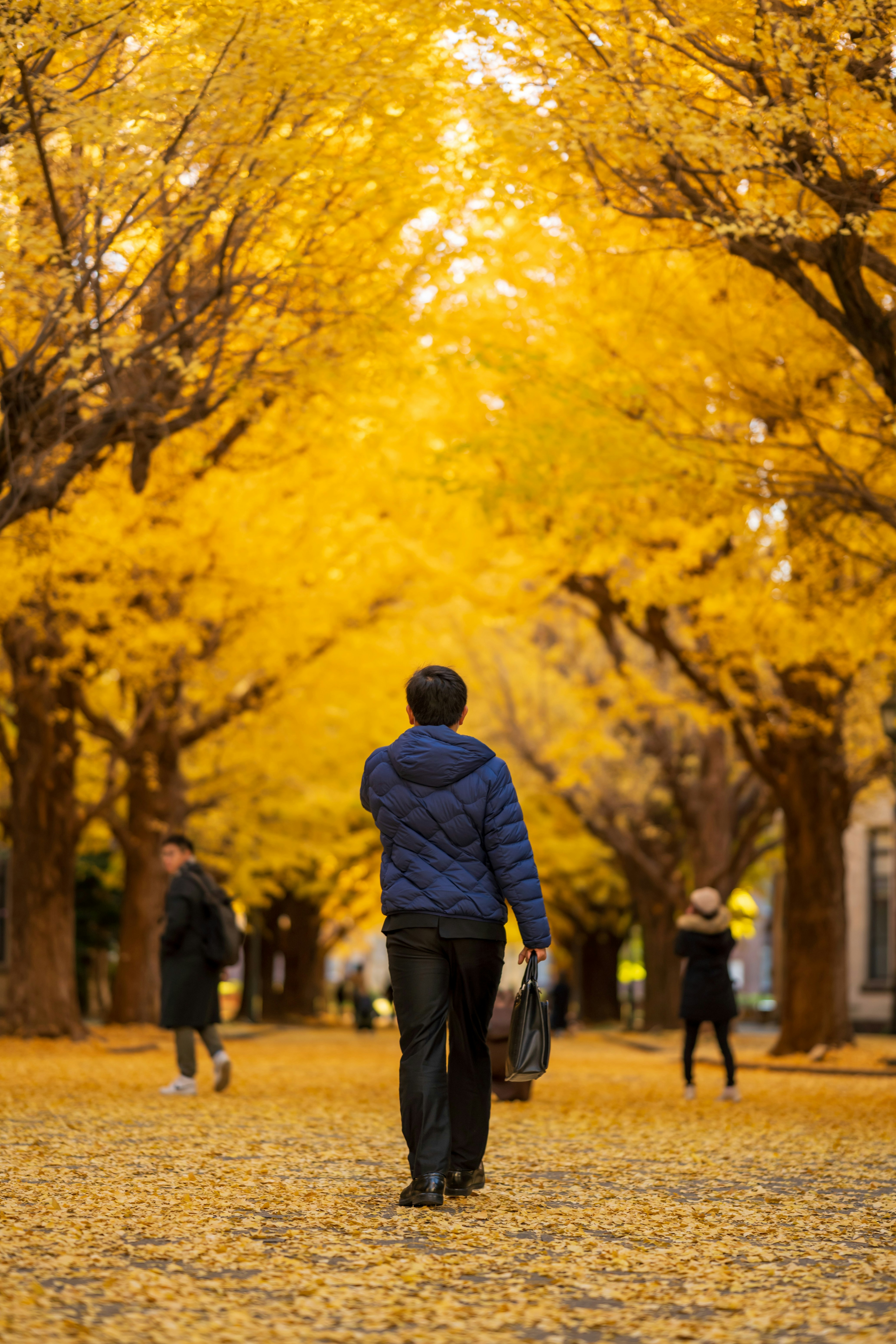 Autumn scene of people walking along the Ginkgo Avenue at the University of Tokyo
