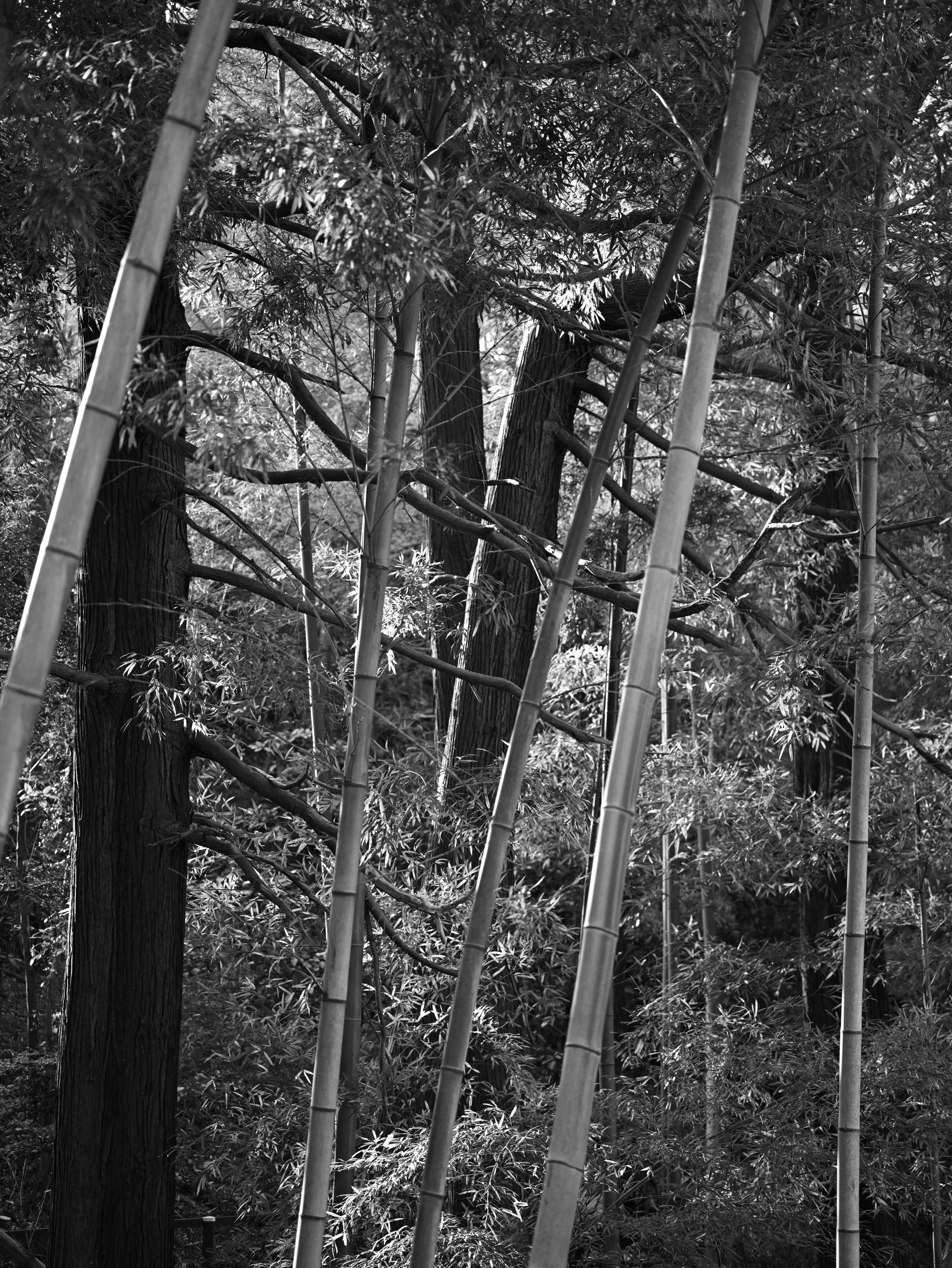 Forêt de bambous avec un feuillage dense dans la nature