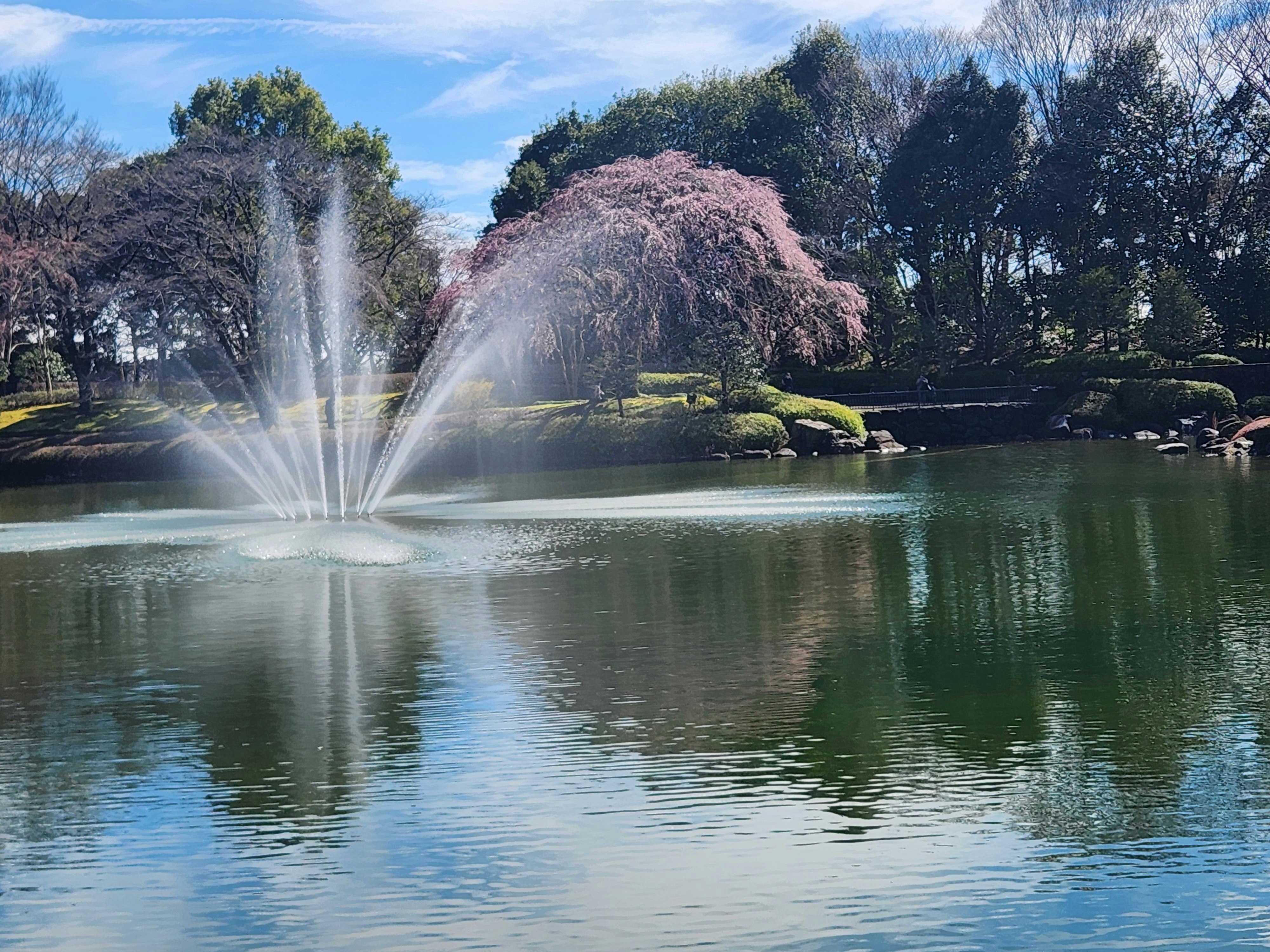 宇都宮市中央公園の噴水と桜の咲く水辺の風景