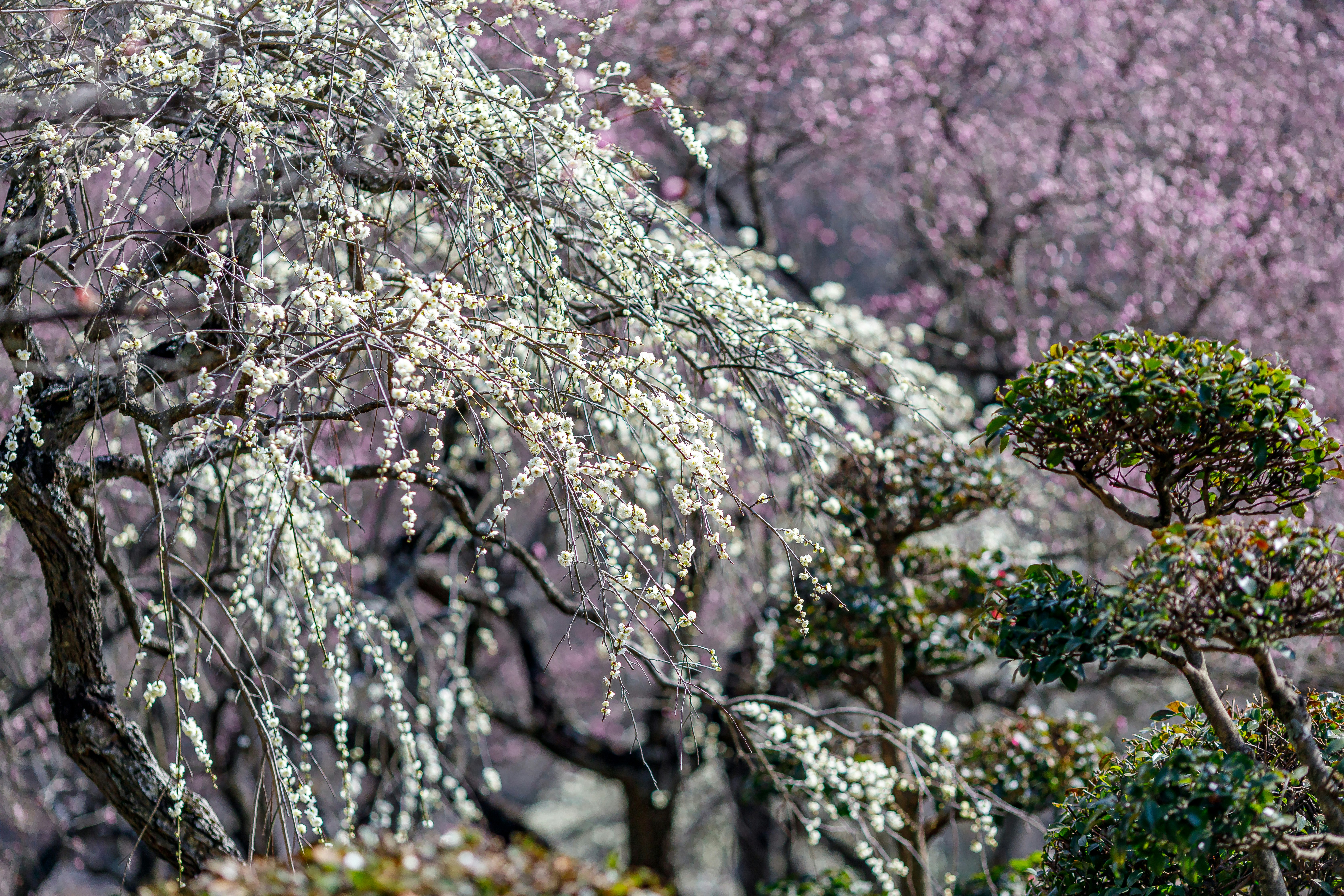 白梅の花が咲く梅林の枝並び