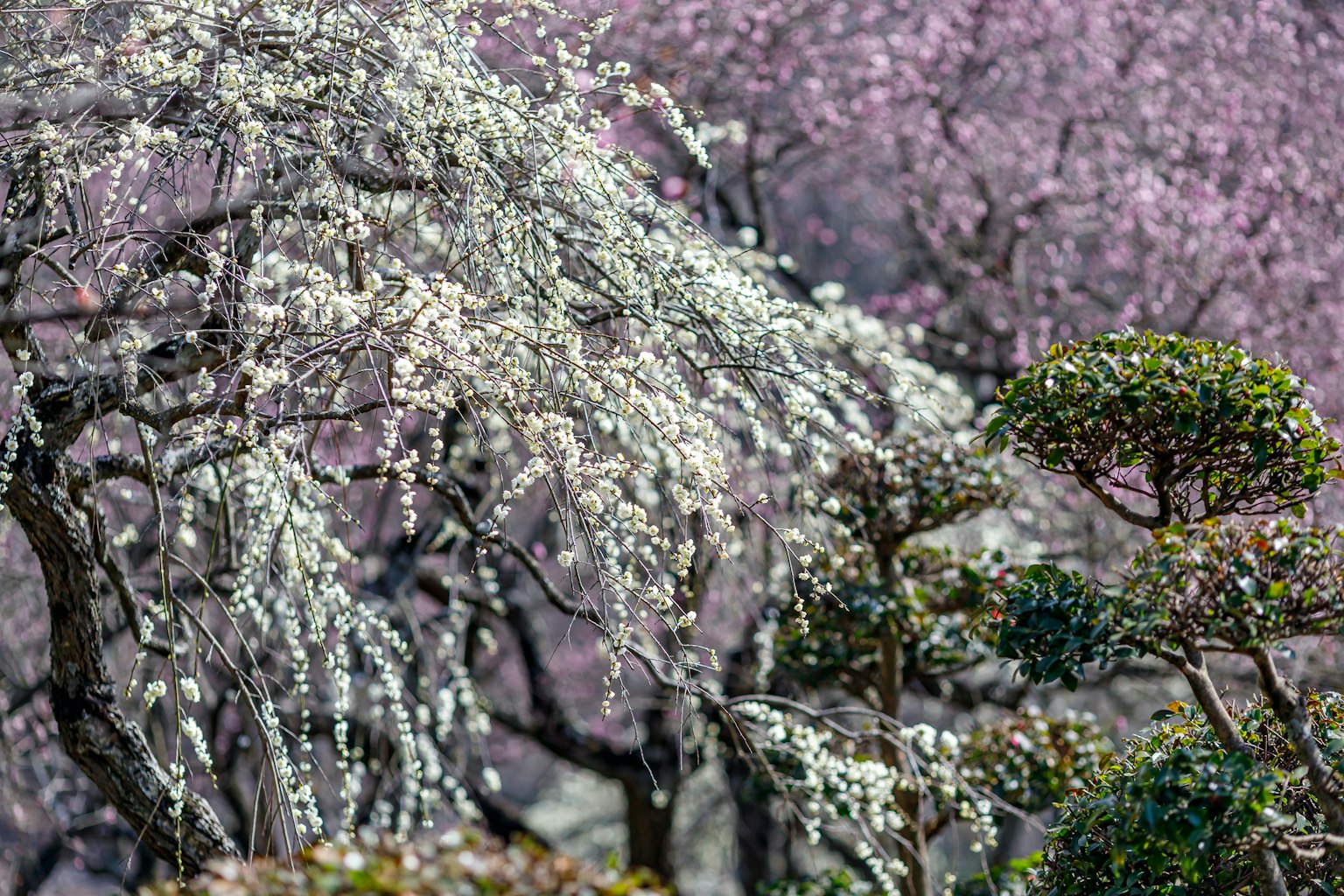 Schöne Landschaft mit blühenden Kirschbäumen grünem Baum und sanftem rosa Hintergrund