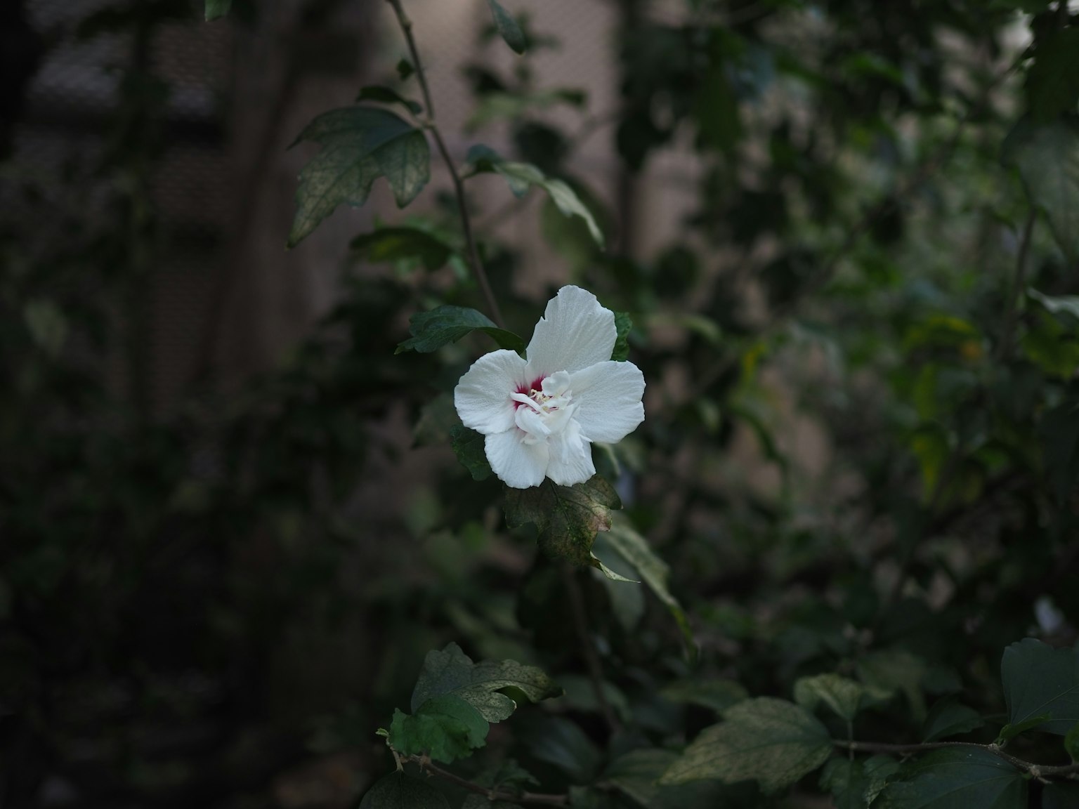 Une fleur blanche entourée de feuilles vertes