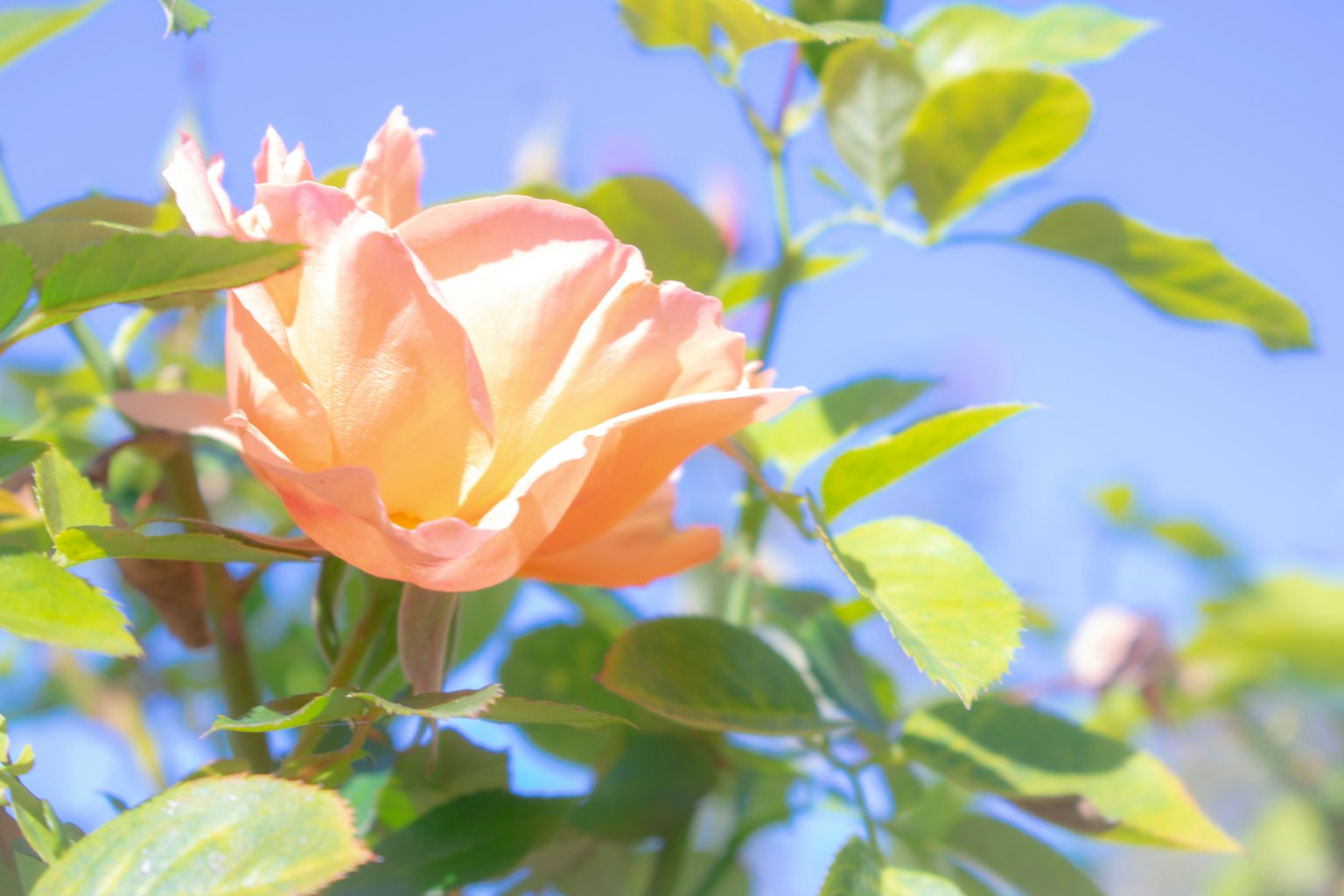 Fiore di rosa arancione morbido contro un cielo blu