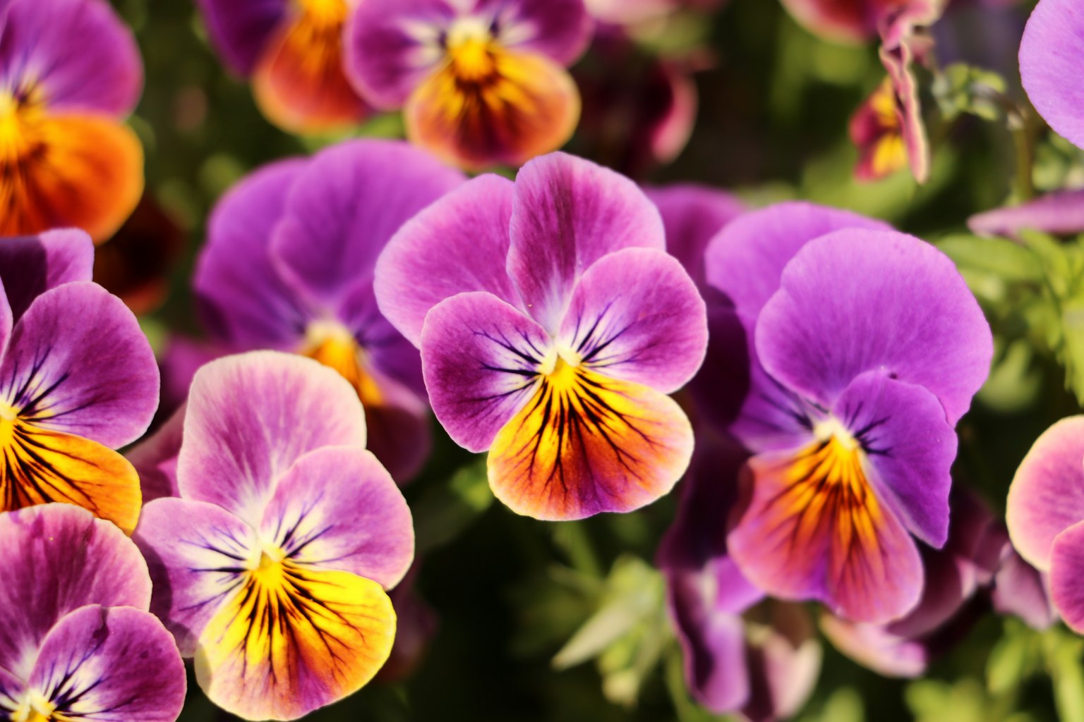 Fiori di viola vibranti in tonalità di viola e giallo