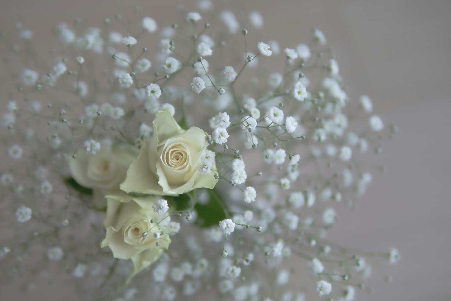 Bouquet de roses blanches et de gypsophile