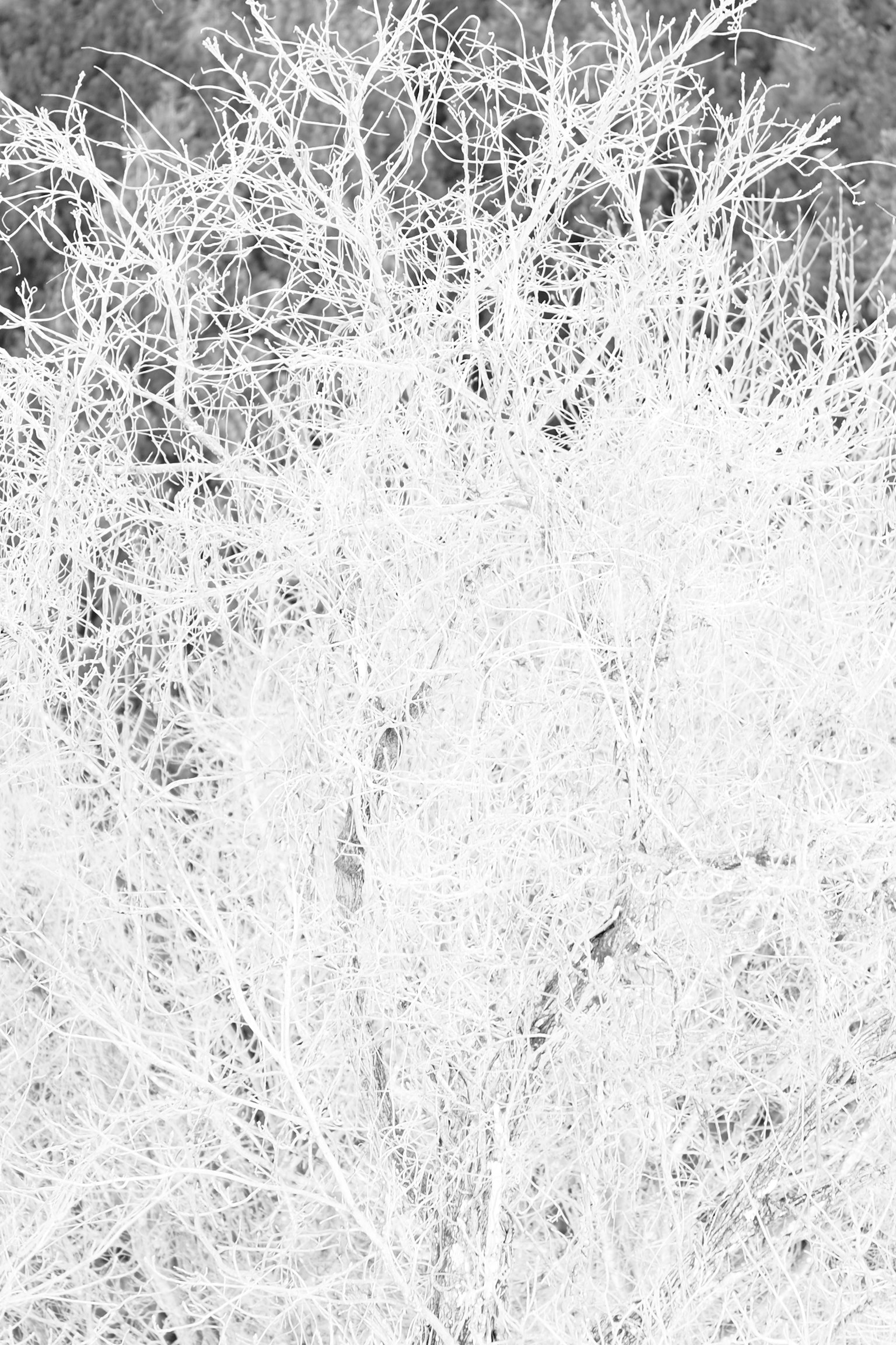 Abstract image of overlapping white tree branches