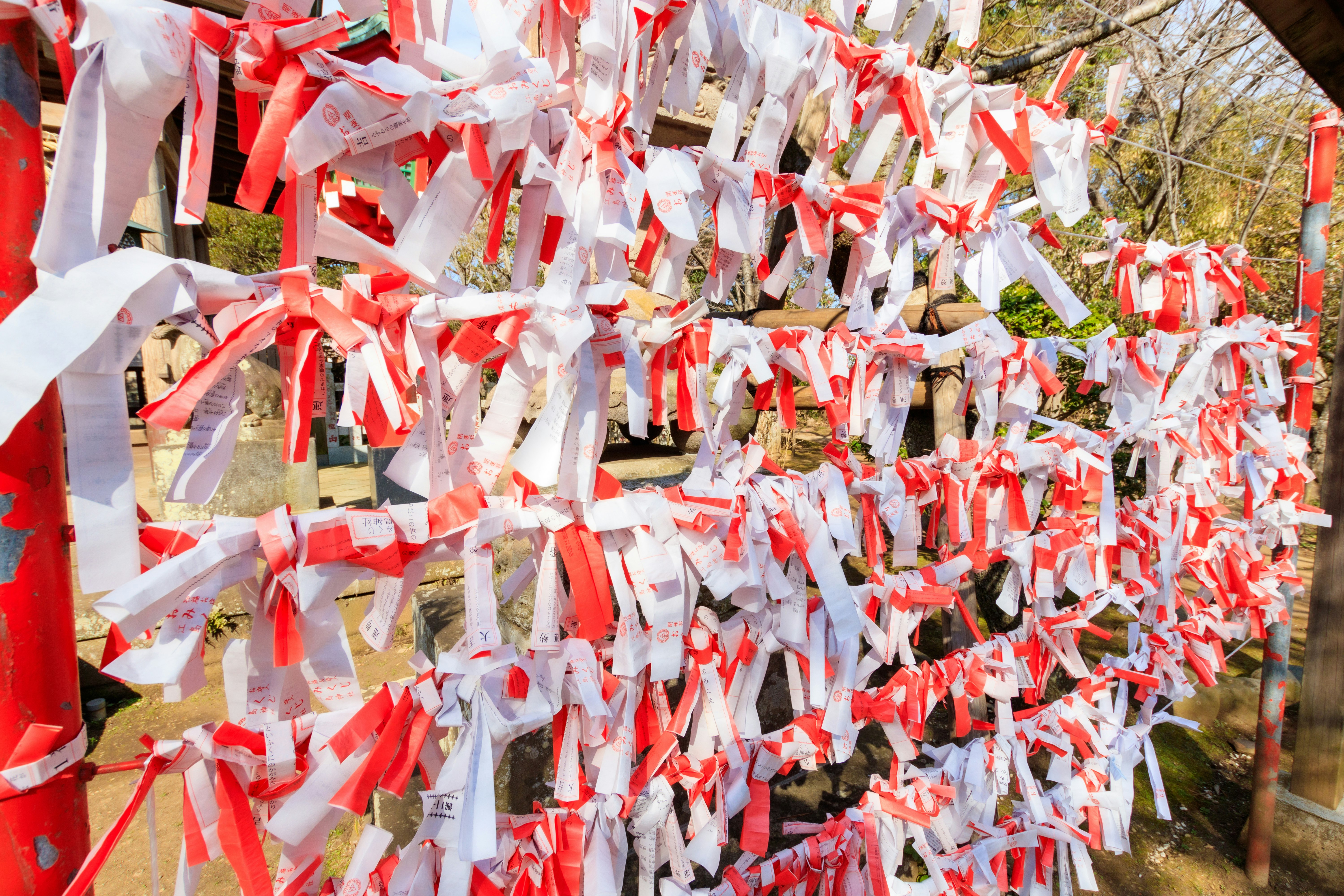 紅白相間的許願條成排綁在神社