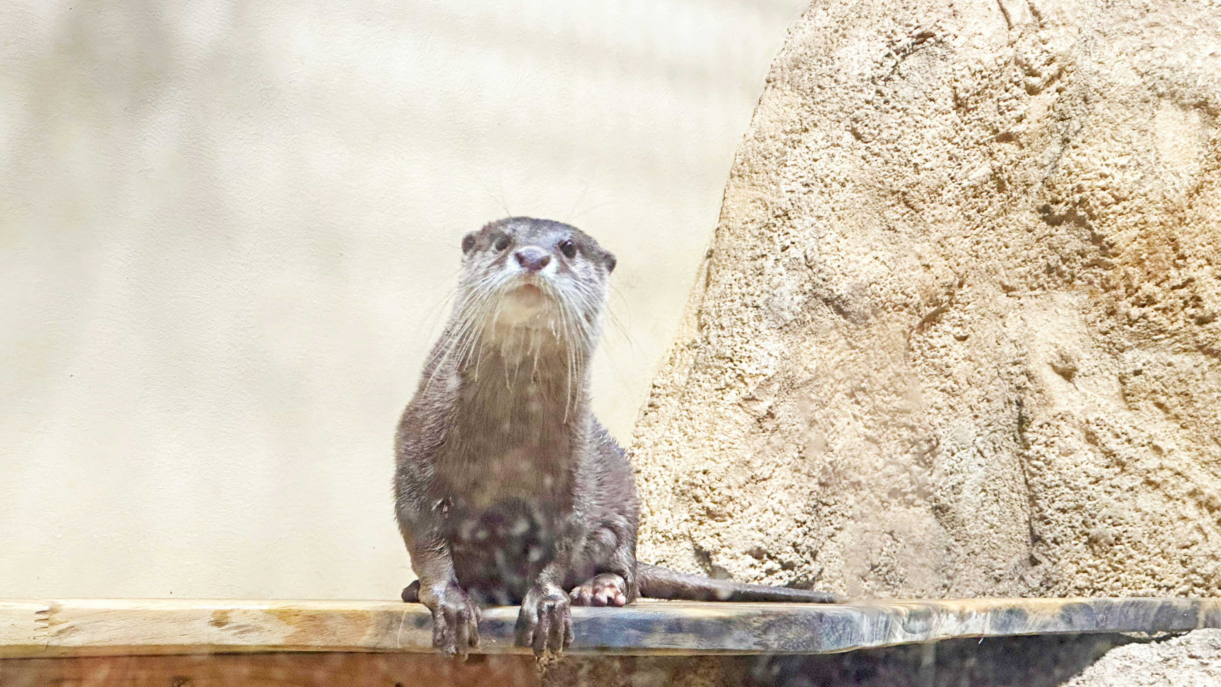 petit animal de type loutre debout sur un rocher
