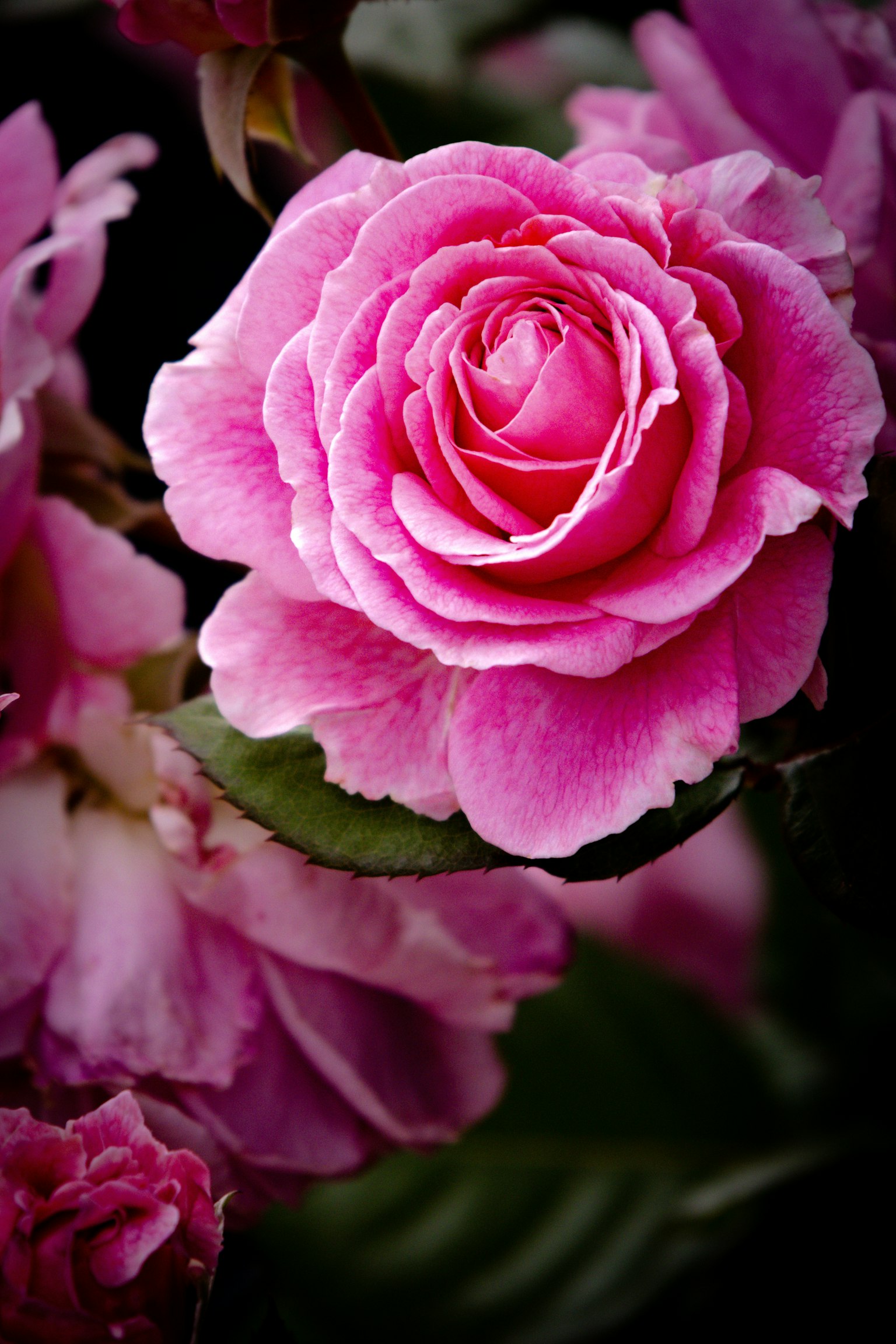 鮮やかなピンクのバラの花が咲いている画像