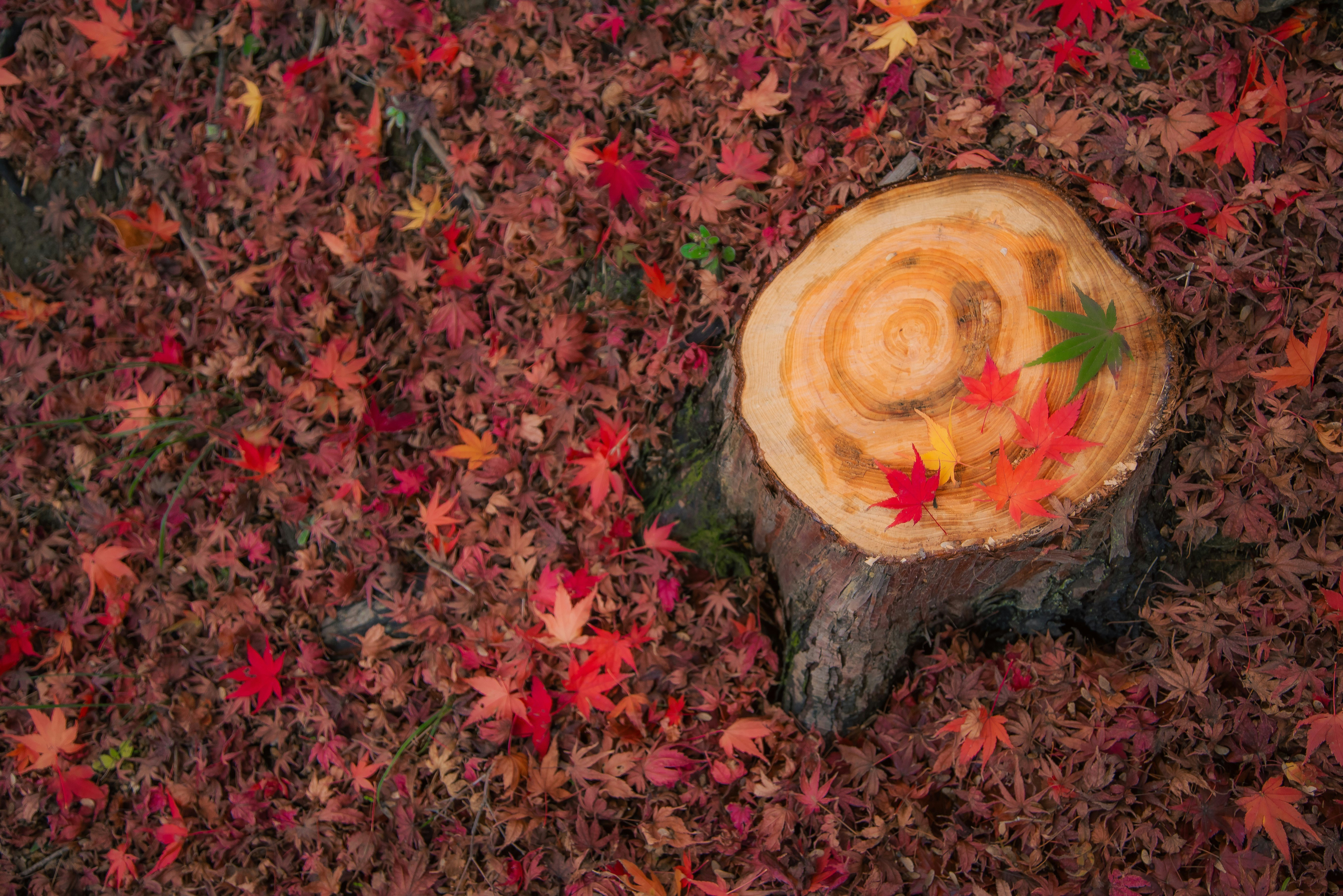 紅葉の絨毯の上に置かれた木の輪切り