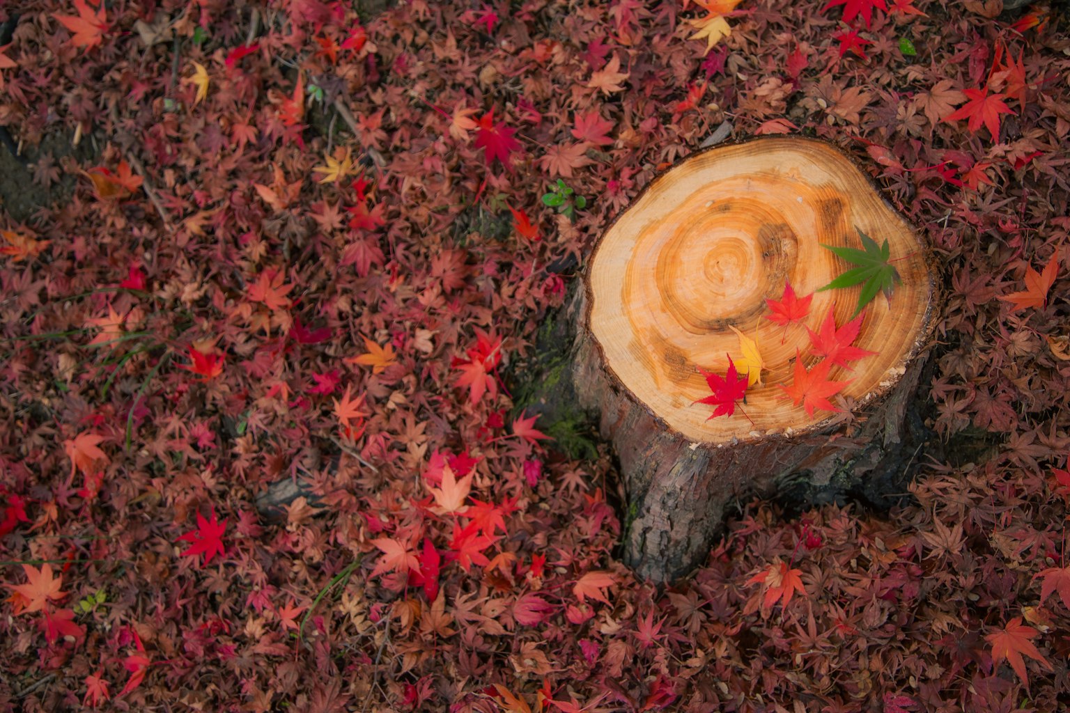 Un ceppo d'albero circondato da foglie autunnali vibranti con foglie d'acero colorate sopra
