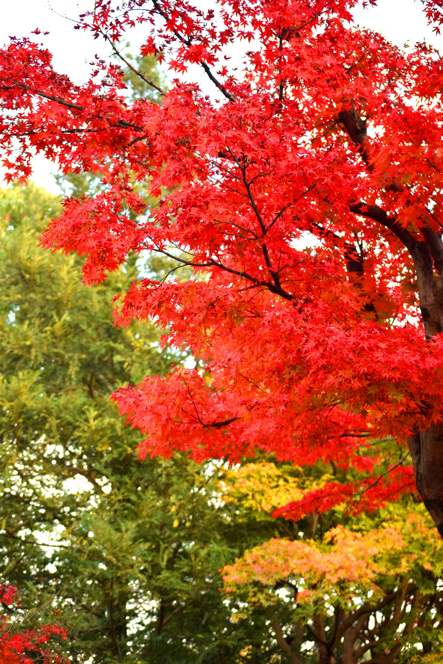 Daun maple merah cerah yang kontras dengan dedaunan hijau