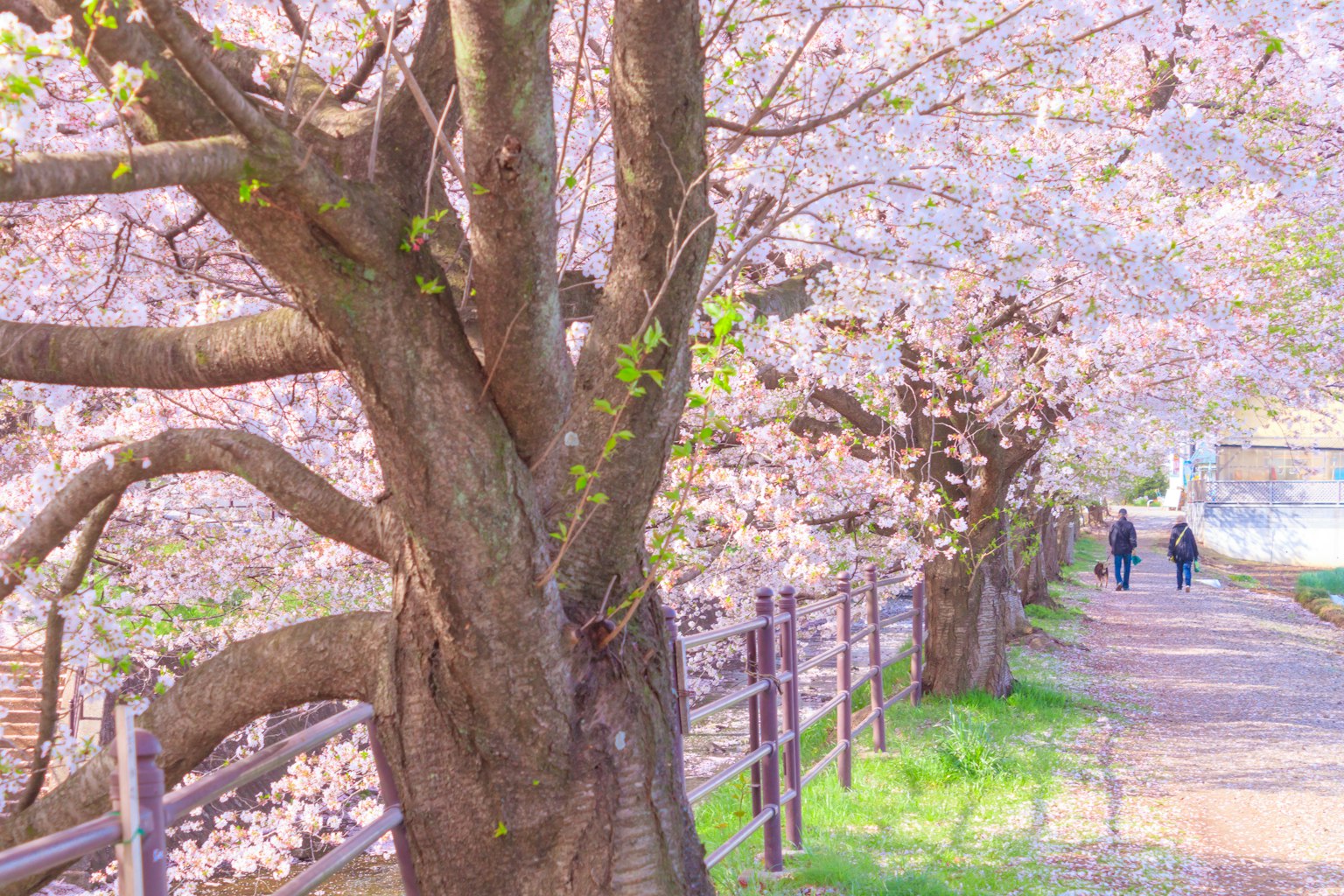 Sentiero fiancheggiato da alberi di ciliegio in fiore e persone che camminano