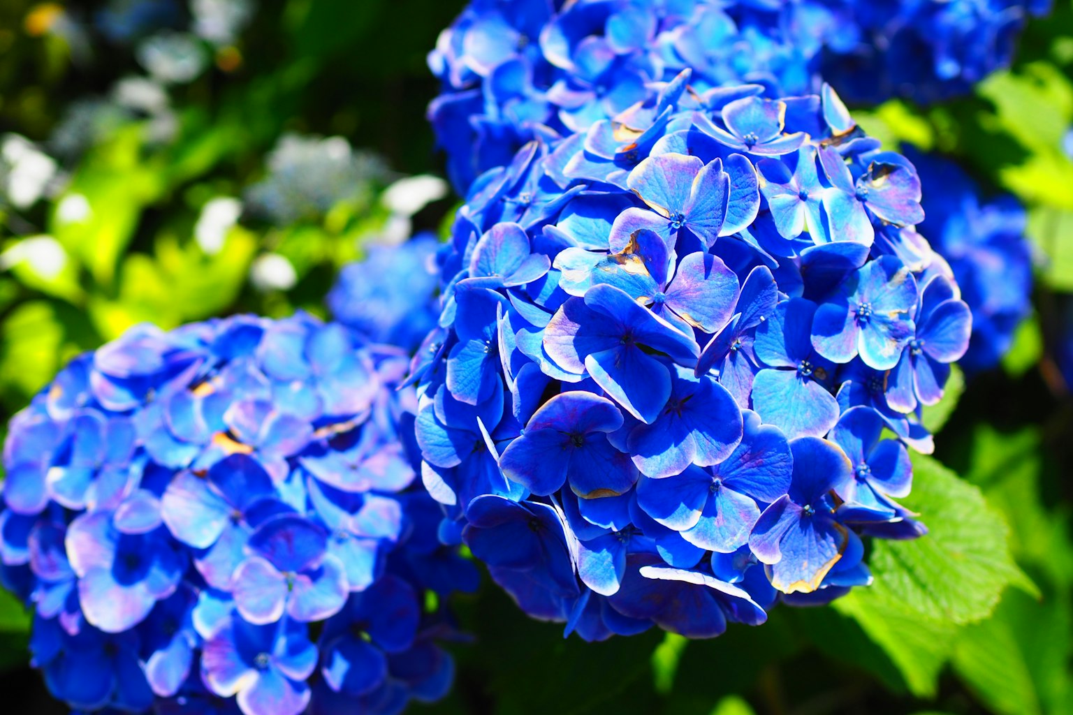 Blaue Hortensienblüten in voller Blüte