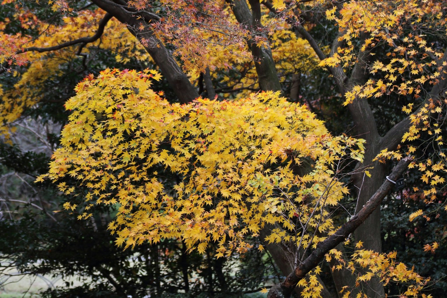 Alberi autunnali con foglie gialle vivaci