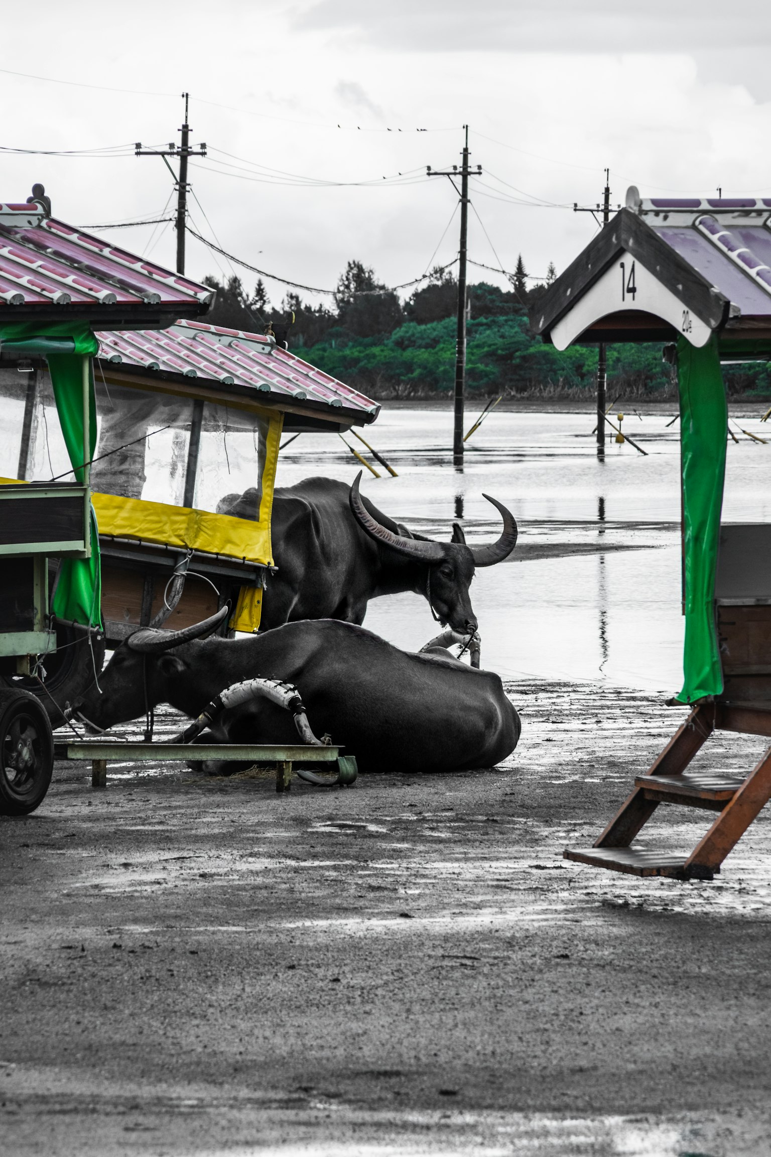 乡村场景，色彩鲜艳的小屋和水牛