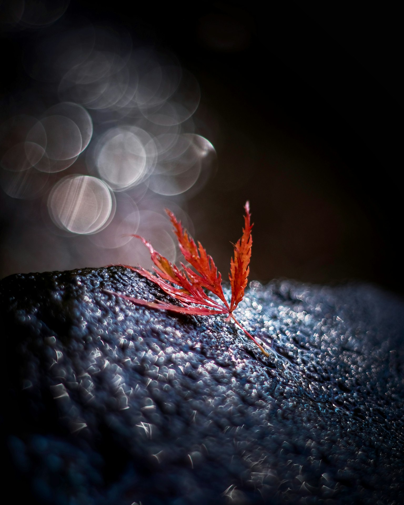 一幅紅葉 resting 在黑暗表面上的引人注目的圖像