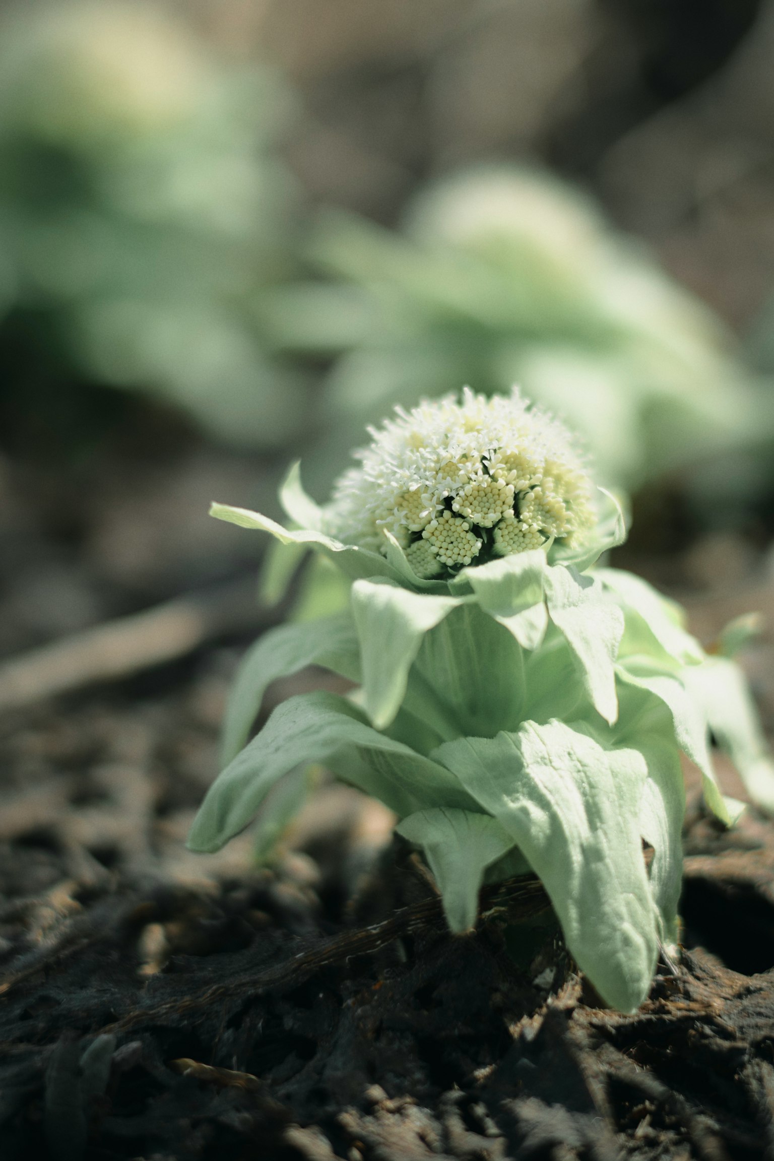 Eine schöne Szene eines Knospenblüte von Pestwurz, die aus dem Boden auftaucht
