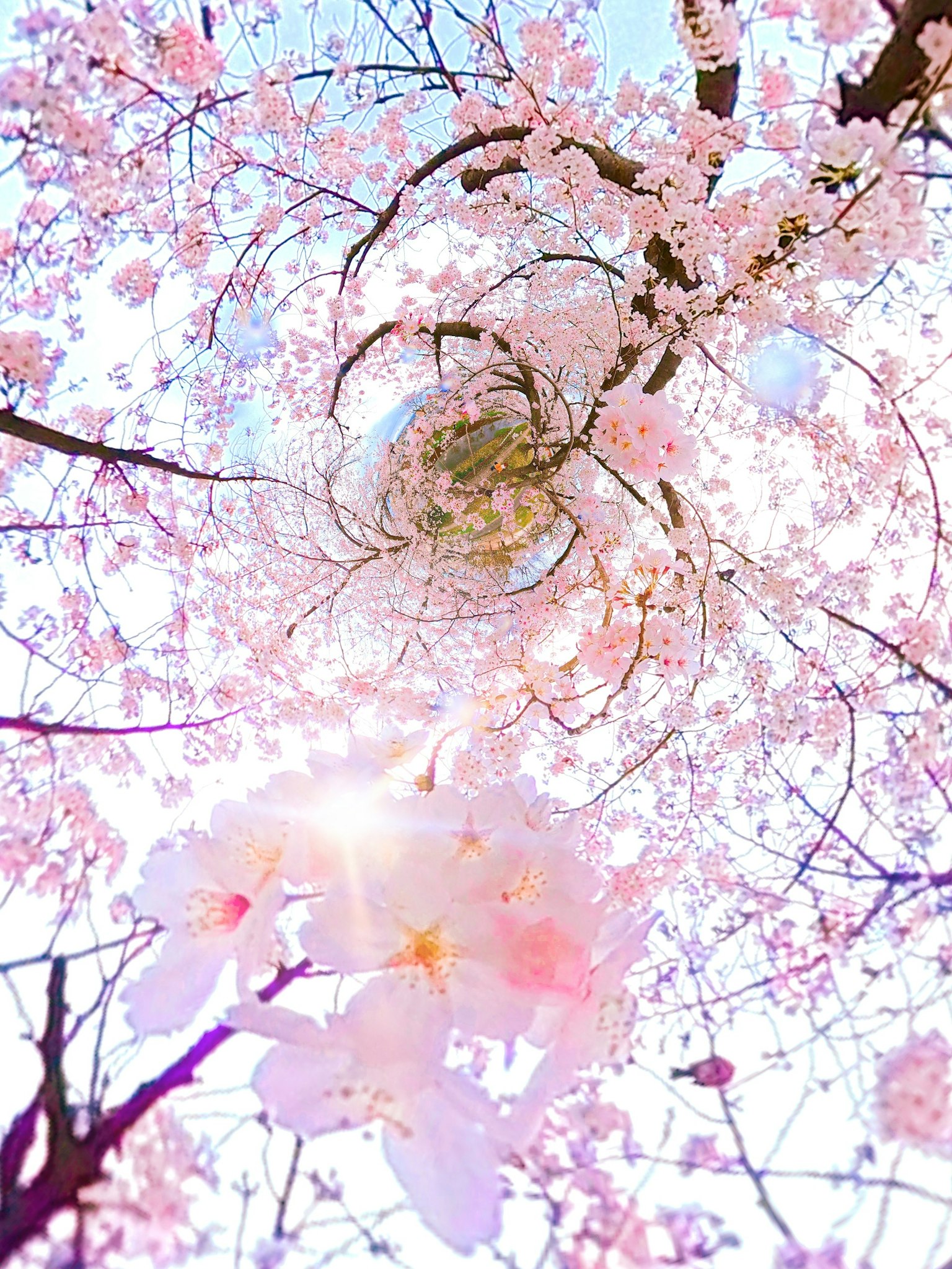 Vista verso l'alto dei ciliegi in fiore con petali rosa chiaro