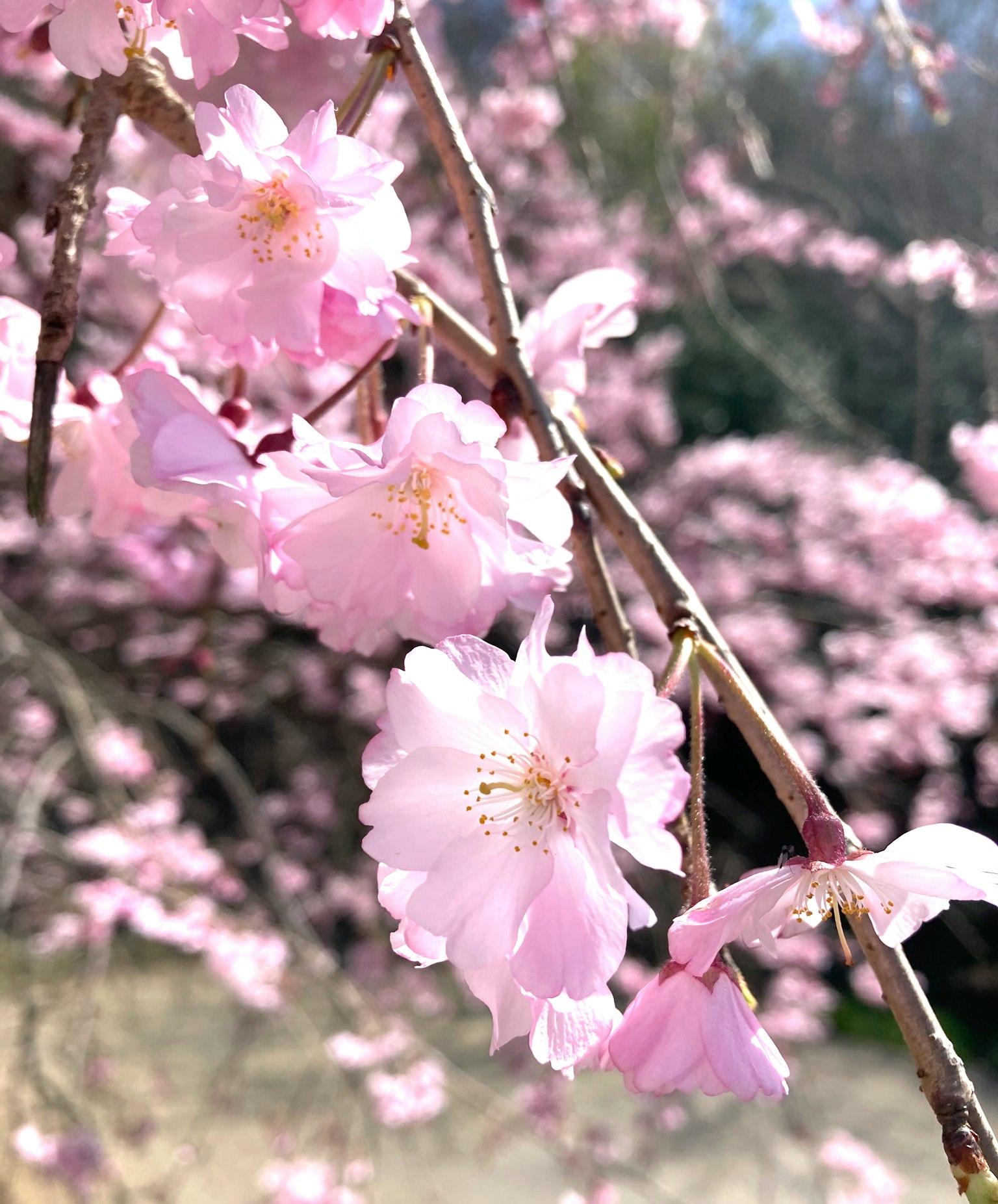 Kedekatan cabang bunga sakura dengan bunga merah muda