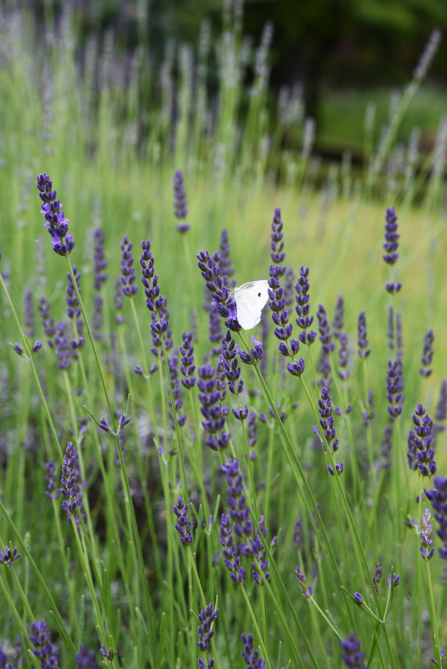 Bunga lavender dengan kupu-kupu putih di ladang