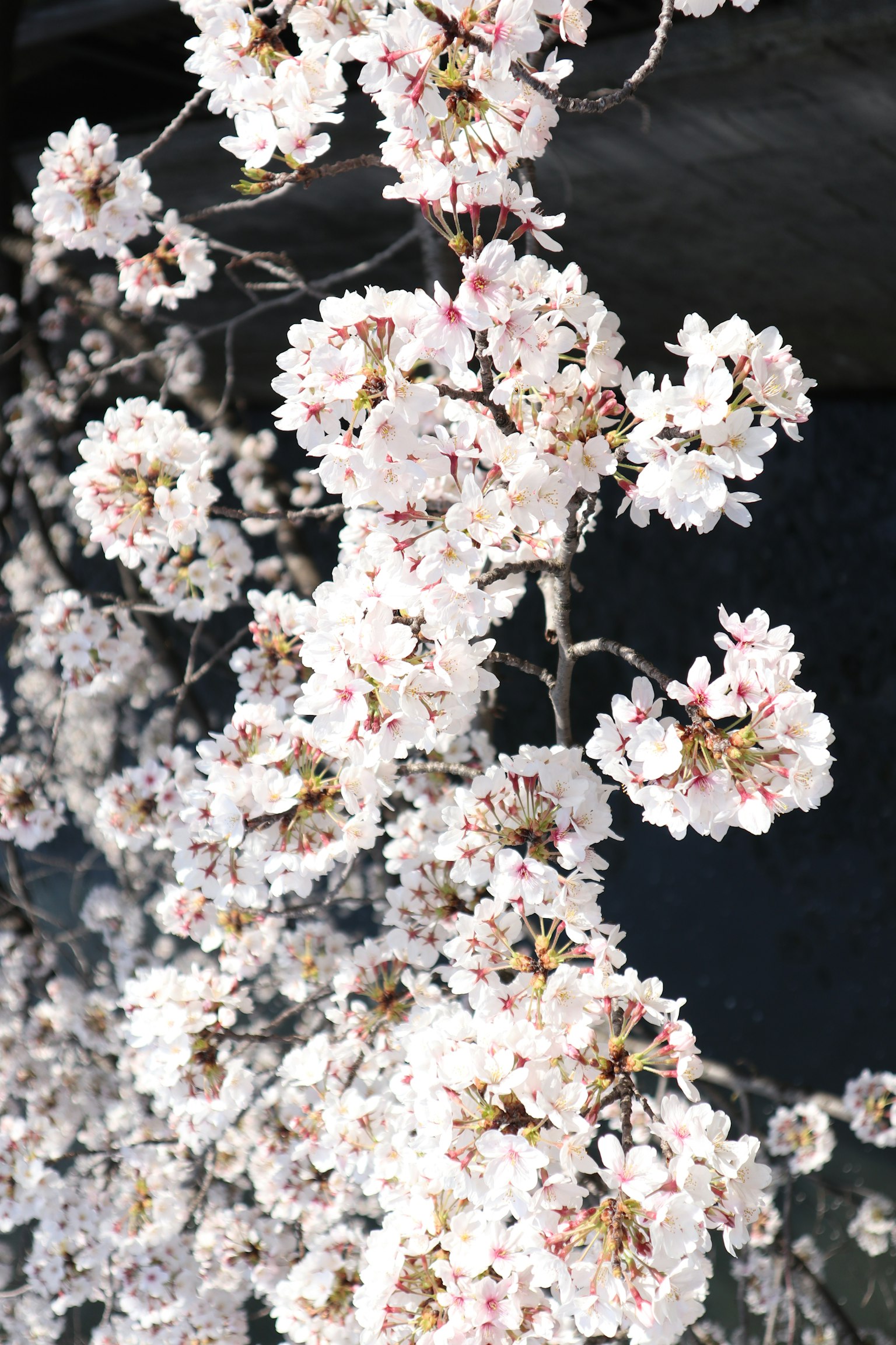 Close-up of cherry blossom branches in bloom